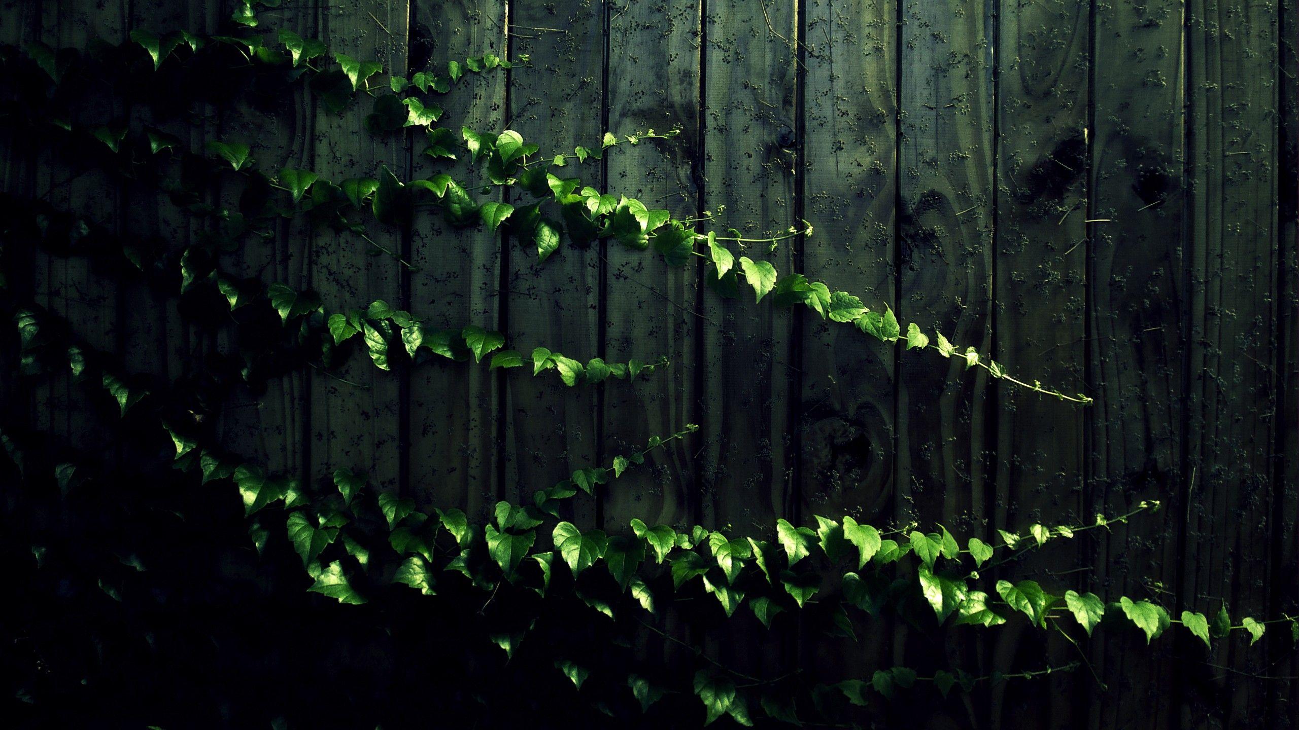 Sage Green Vine Wallpaper 2560x1440