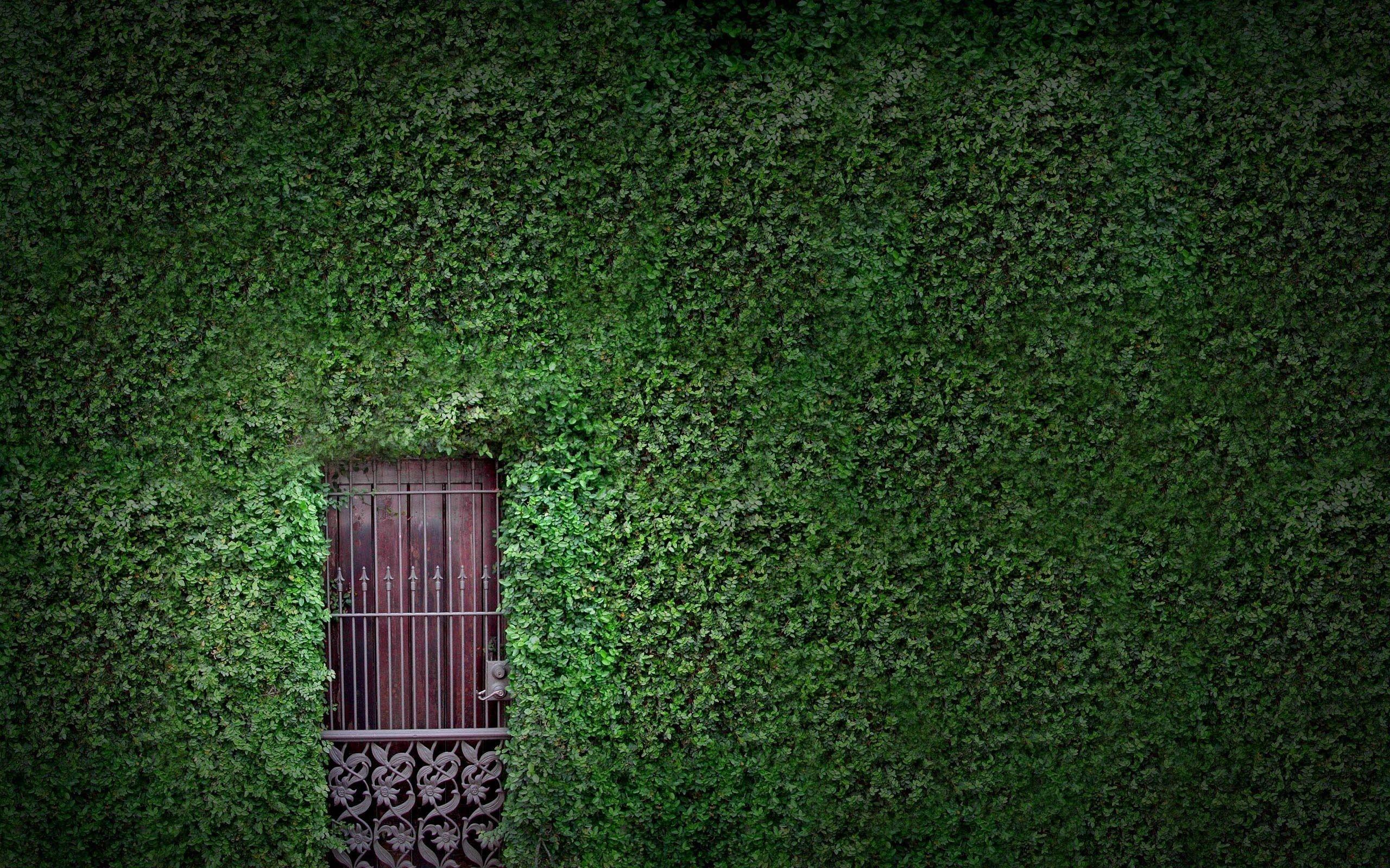 Wallpaper Green Vines Full HD Free Download 2560x1600