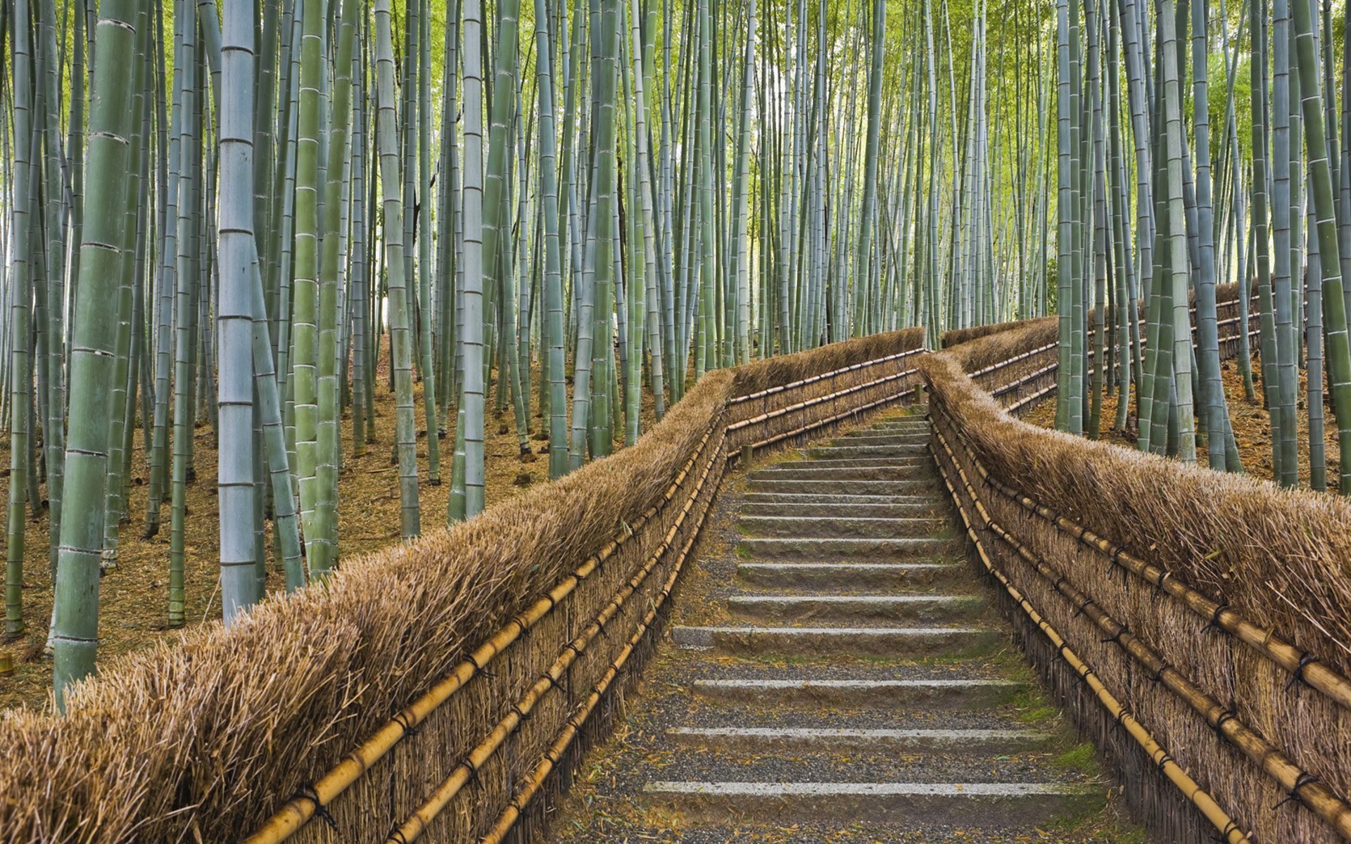 Bamboo Forest Kyoto Japan Wallpaper 1920x1200