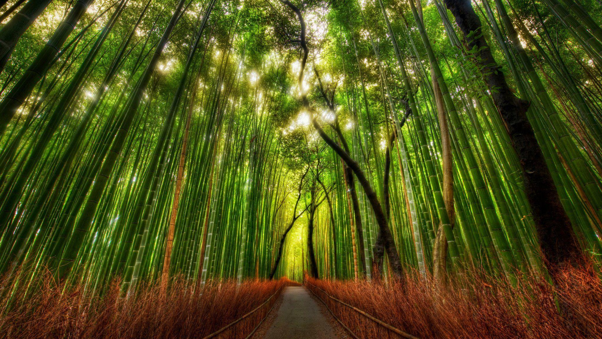 Bamboo Forest Kyoto Japan Wallpaper HD 2048x1152
