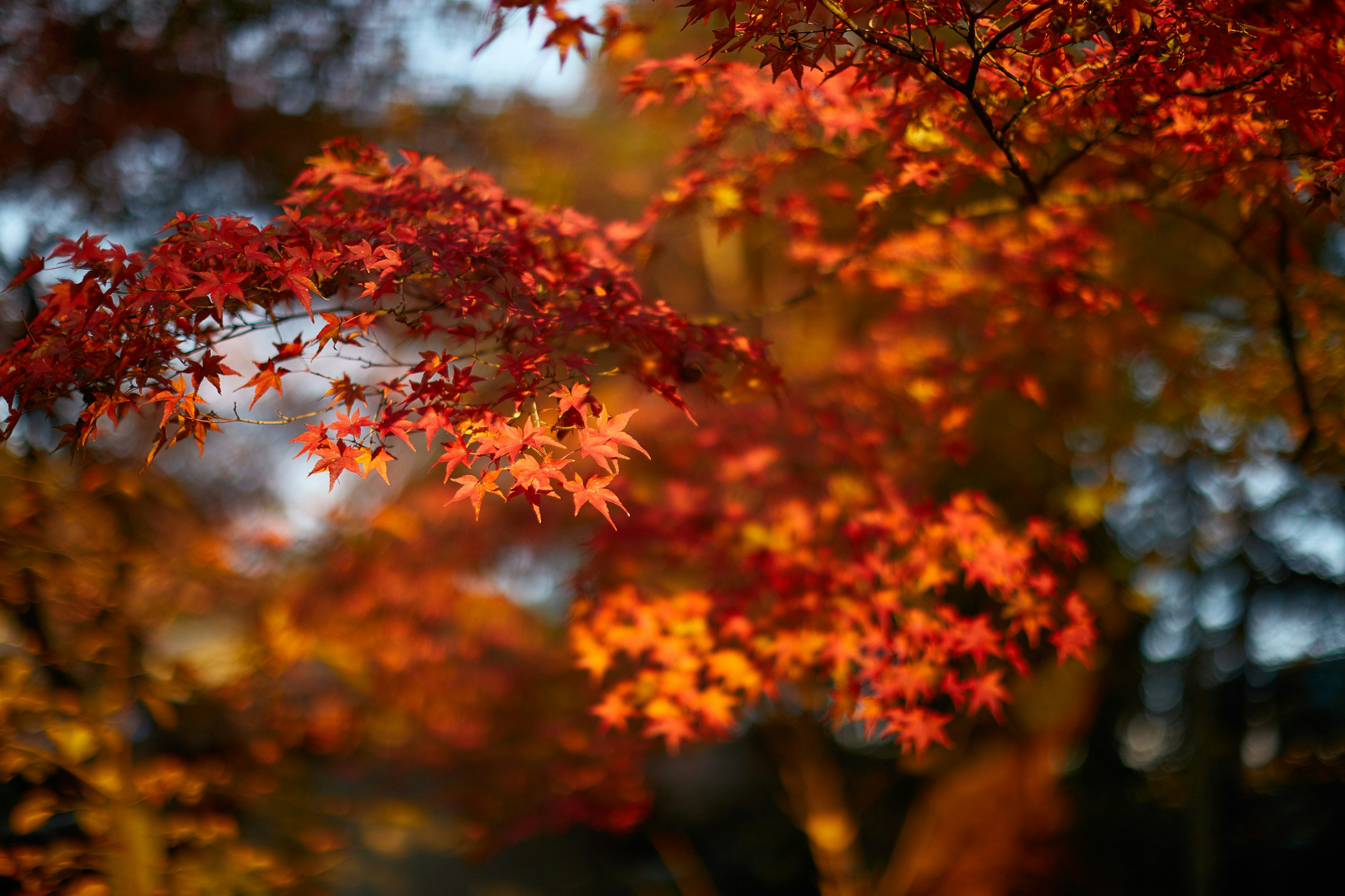Kyoto Autumn Wallpaper HD 3500x2333
