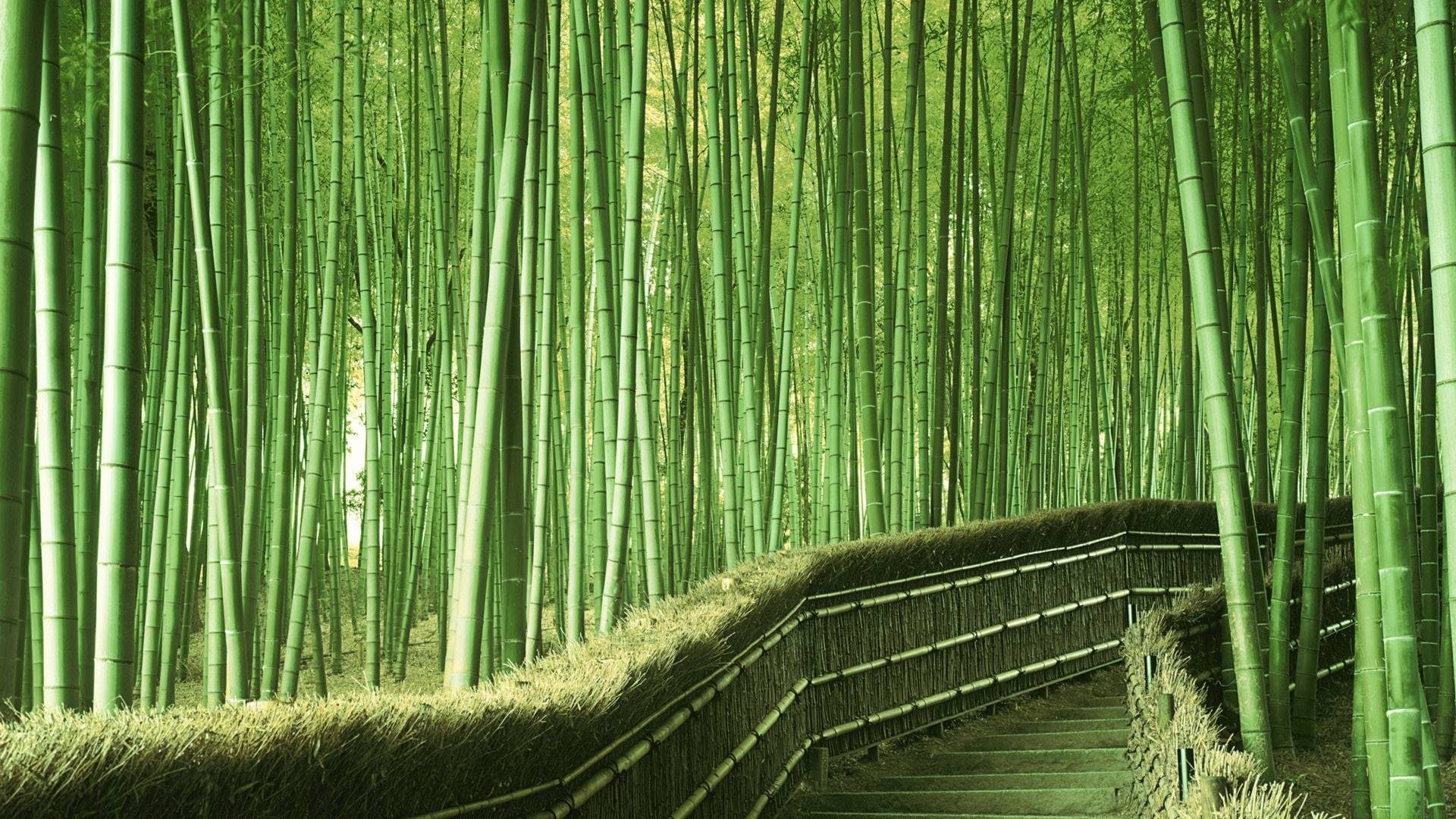Kyoto Bamboo Forest Wallpaper 1920x1080