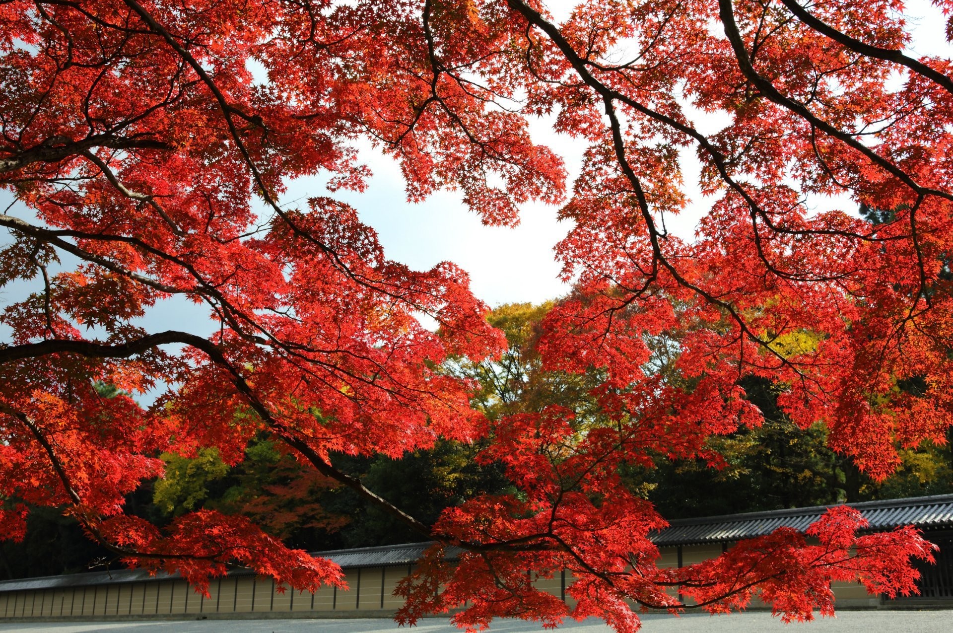 Kyoto Fall Foliage Phone Wallpaper 1920x1275