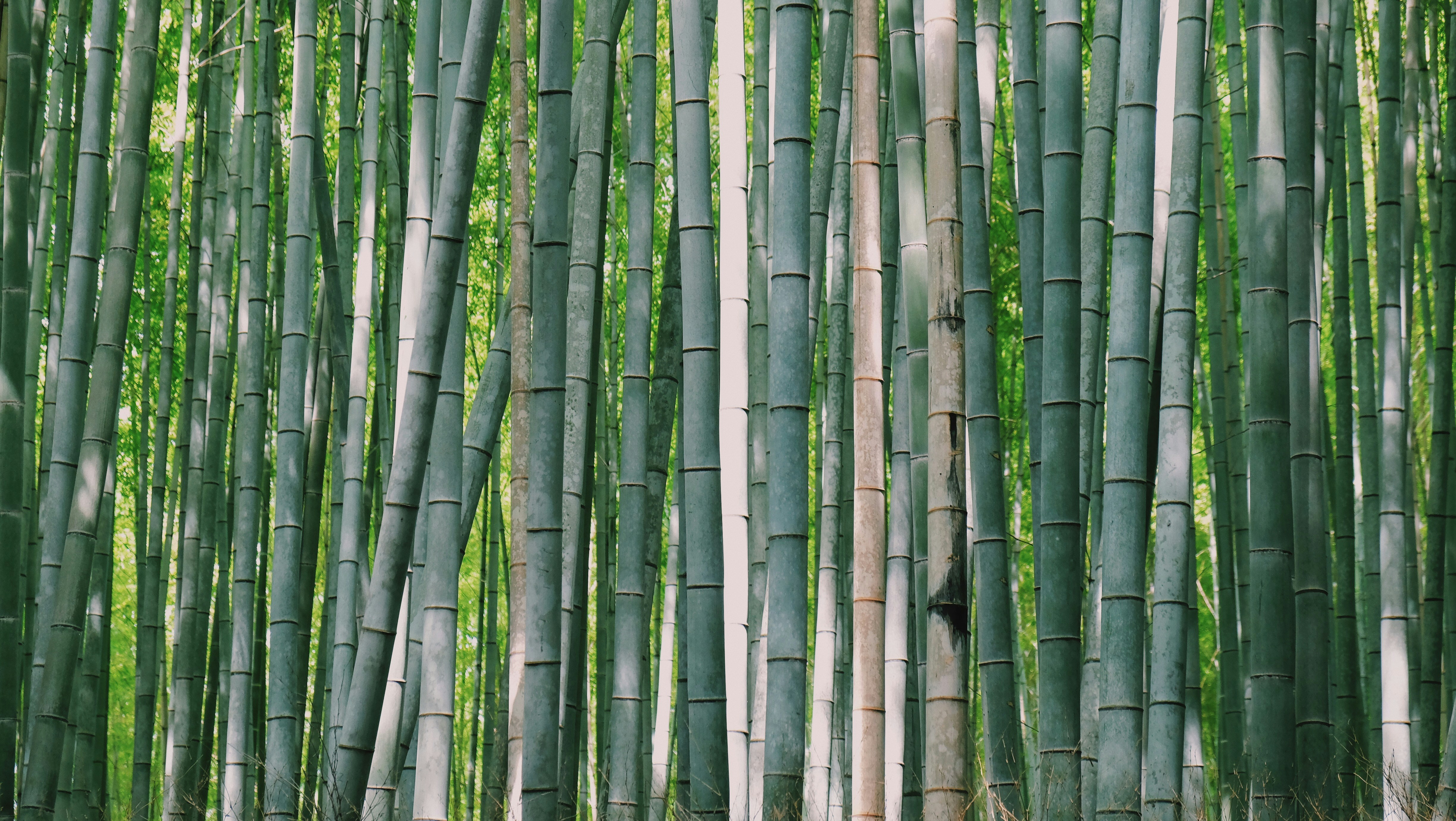 Kyoto Wallpaper Bamboo Forest 4896x2760