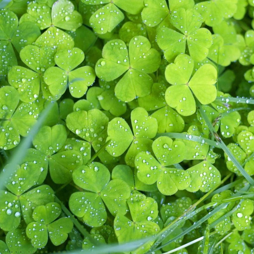 Lucky Charms St Patricks Day Wallpaper 1024x1024