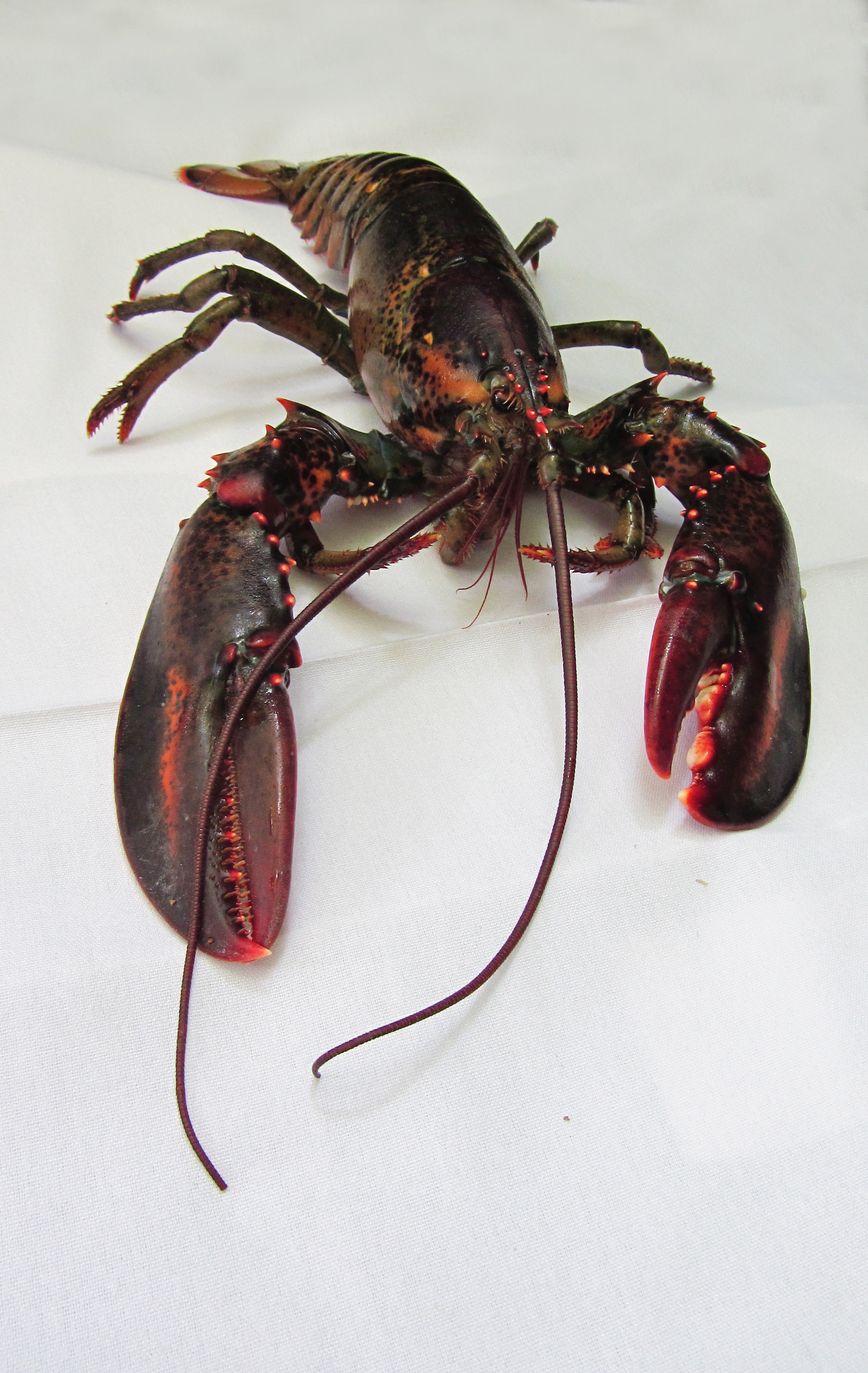 Black Lobster Wallpaper 2248x3556