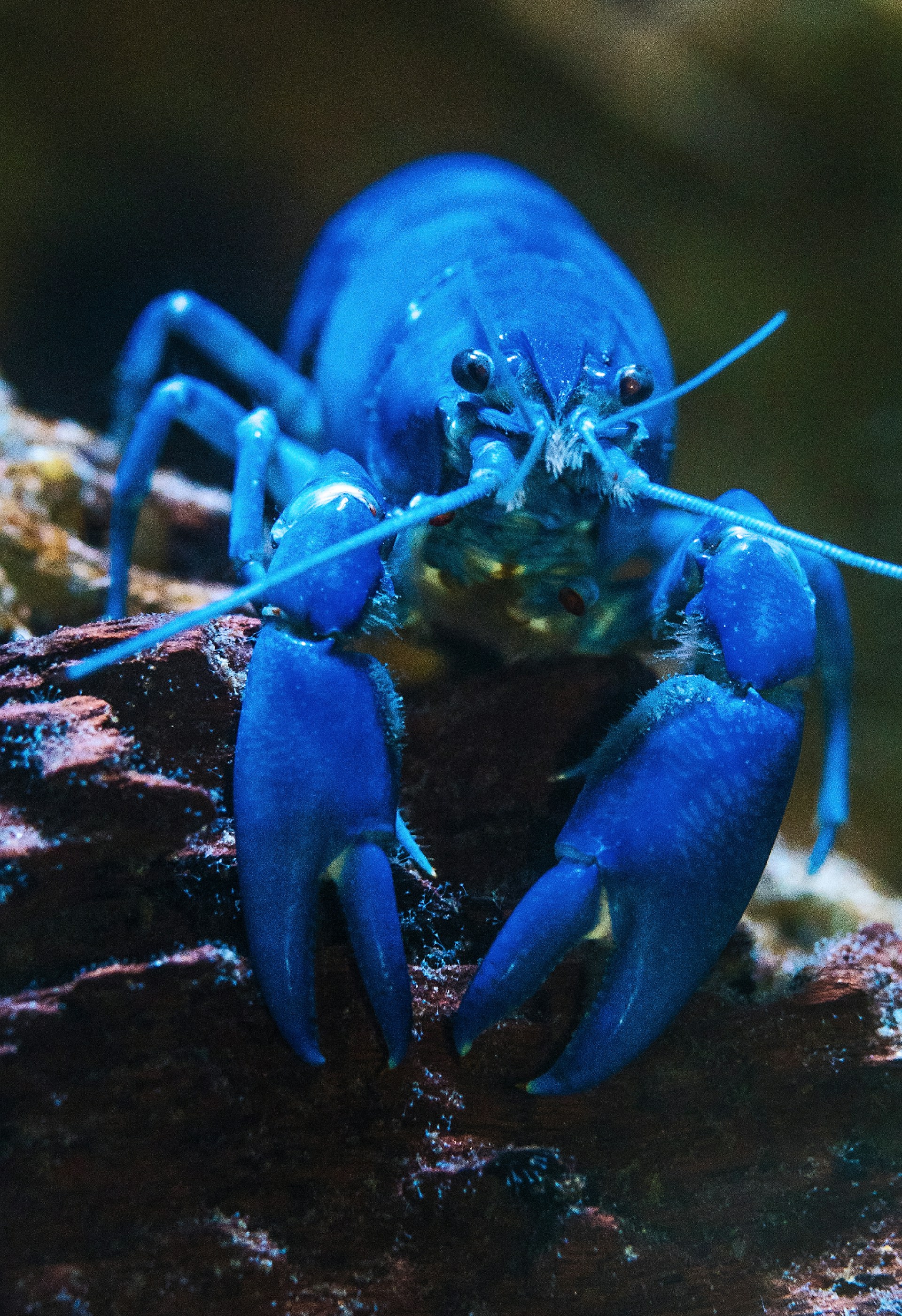 Blue and White Lobster Wallpaper 1920x2800
