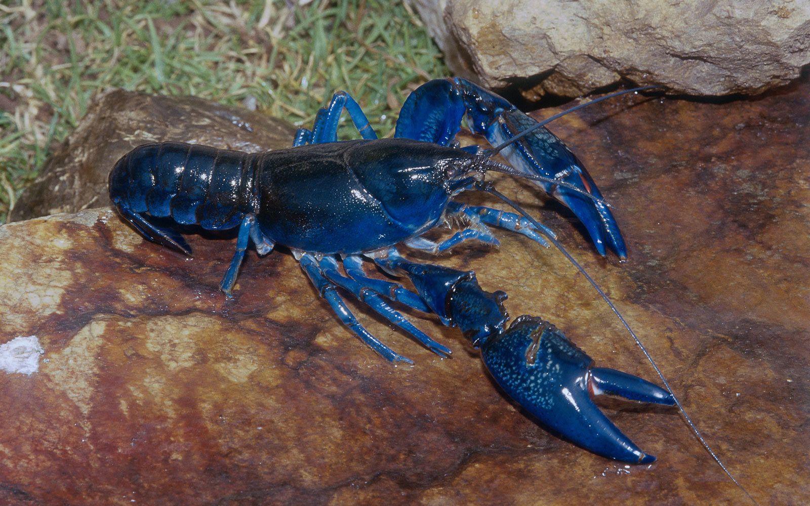 Blue Lobster Wallpaper Meme 1600x1000