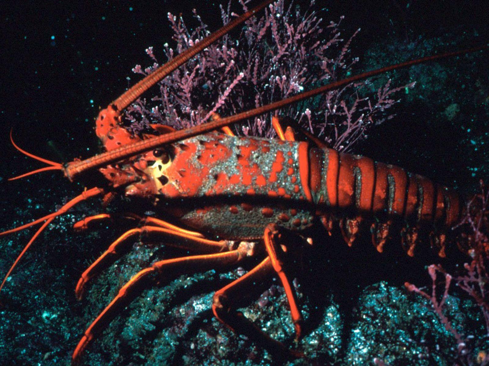 Florida Lobster Underwater Wallpaper 1600x1200