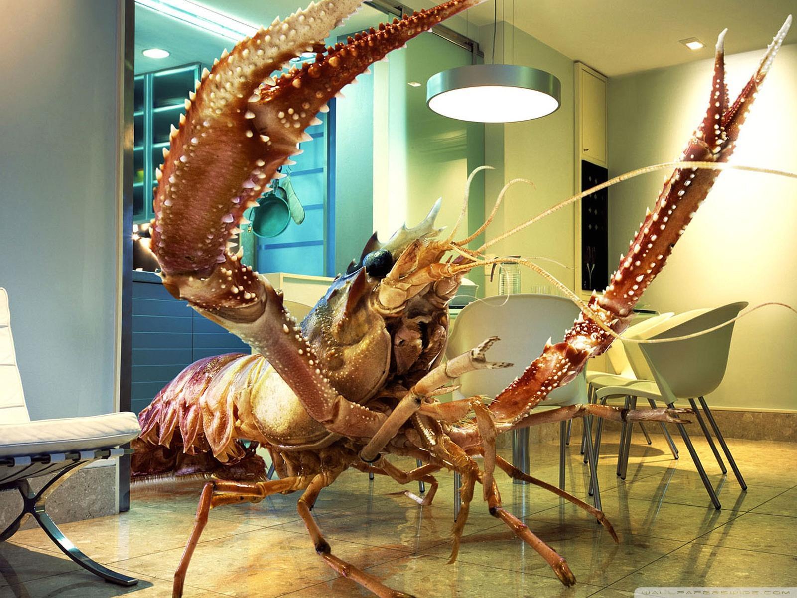 Heavy Lobster Wallpaper 1600x1200