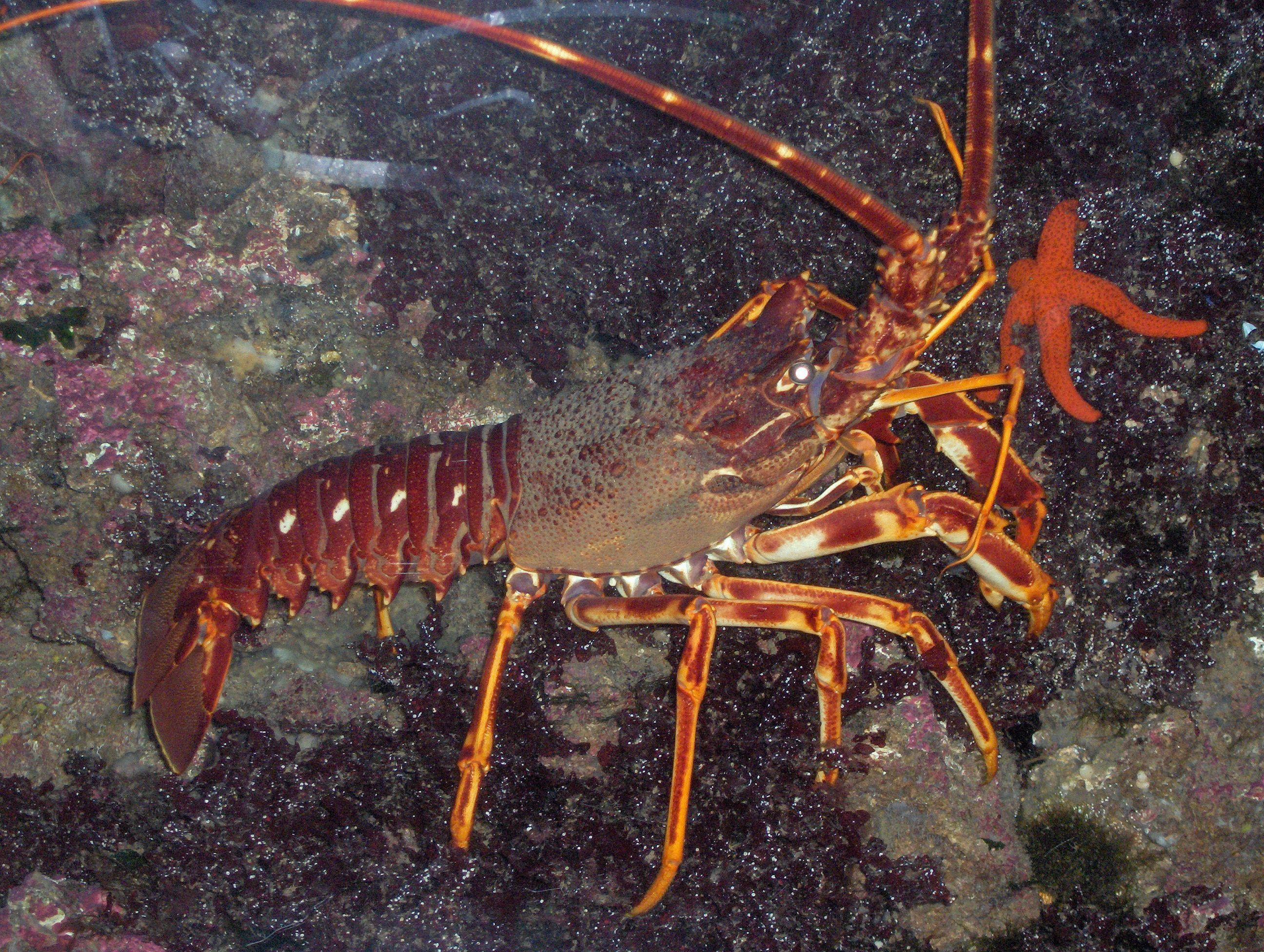 Lobby Lobster Wallpaper 2592x1952