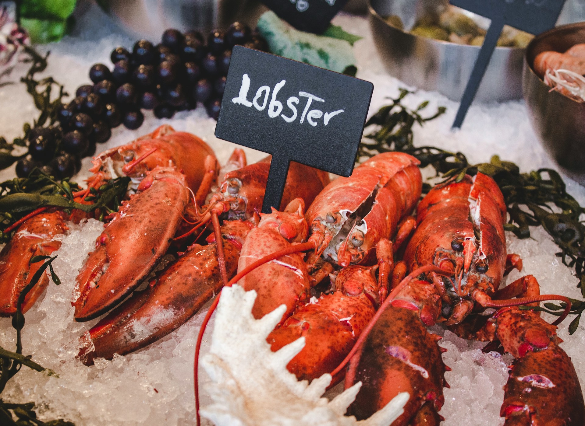 Lobster Images Free Download 1920x1400