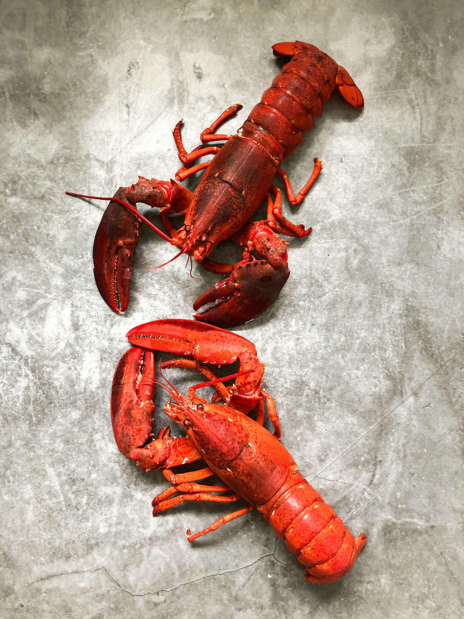 Lobster Jpg Wallpaper for iPhone Mobile 1920x2560