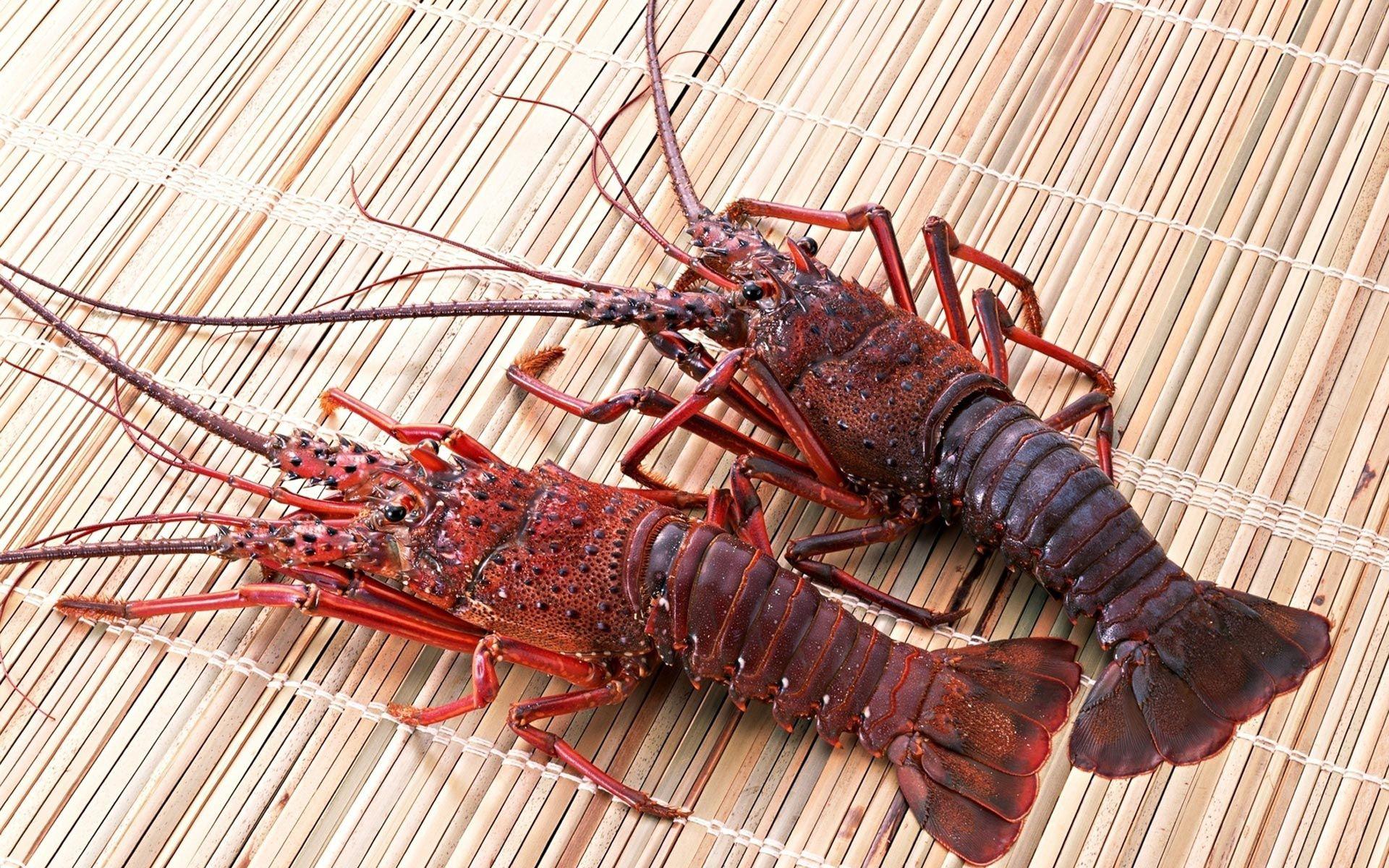 Lobster Quadrille Wallpaper 1920x1200