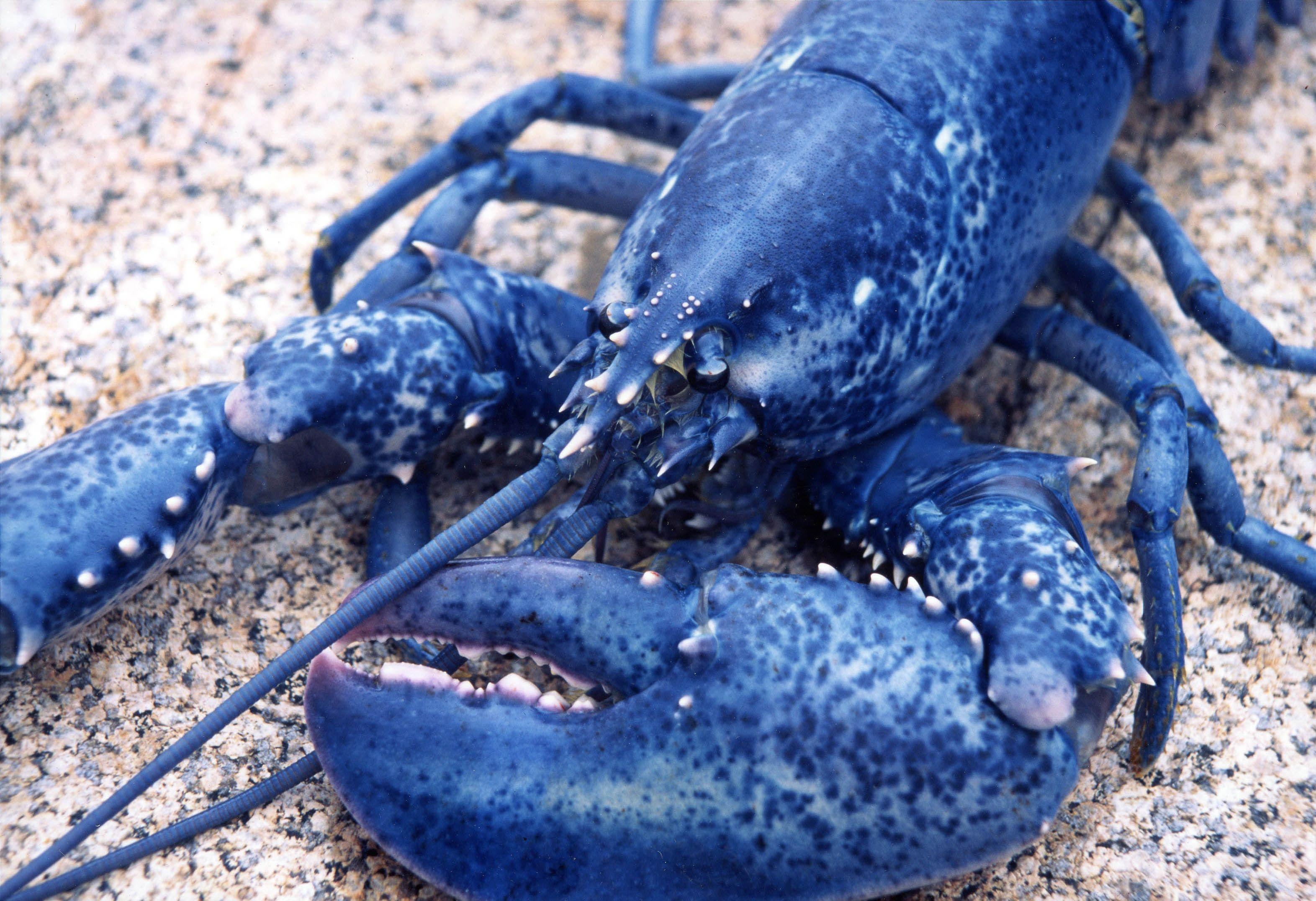 Lobster Wallpaper Blue 3144x2154