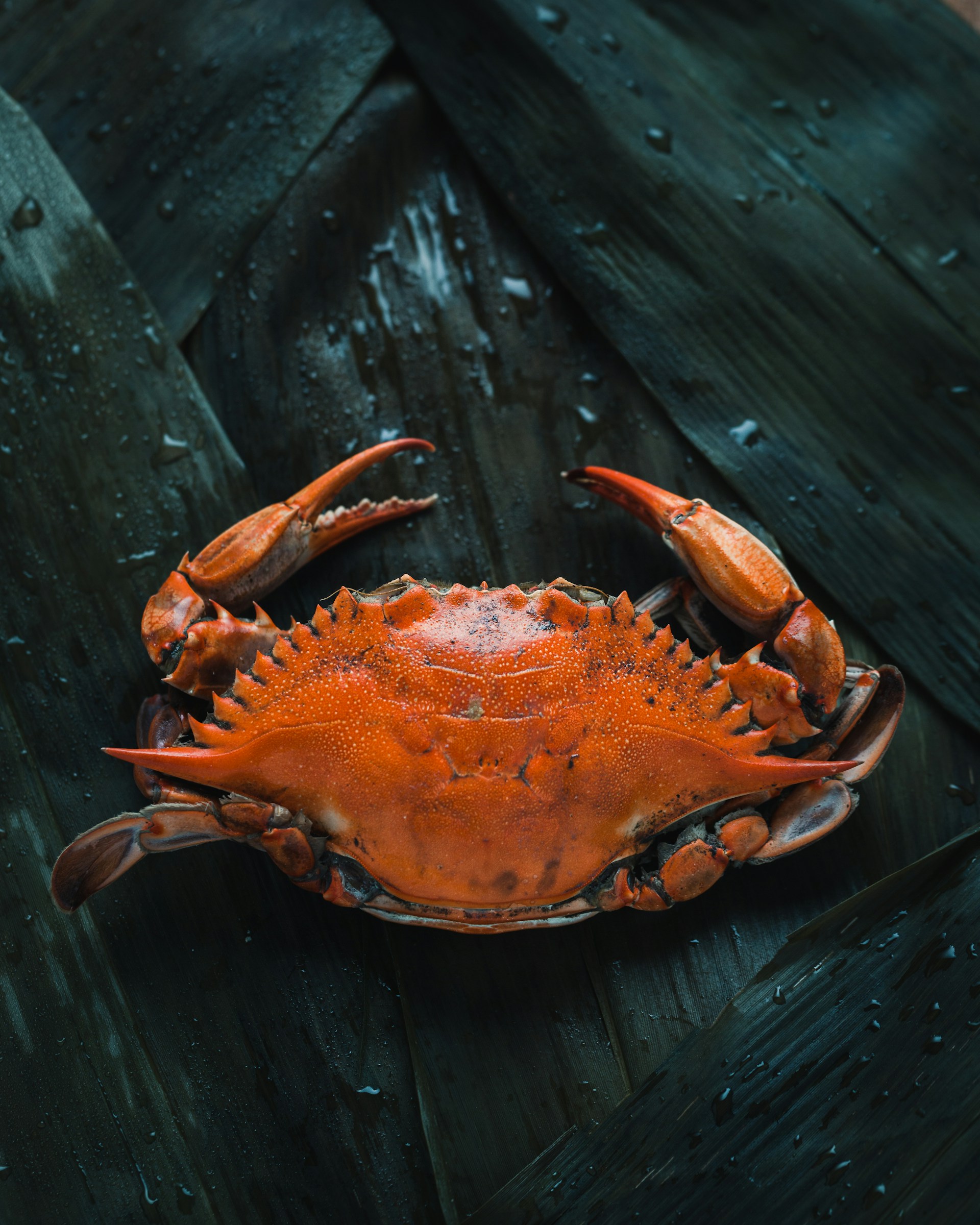 Lobster Wallpaper iPhone 1920x2400