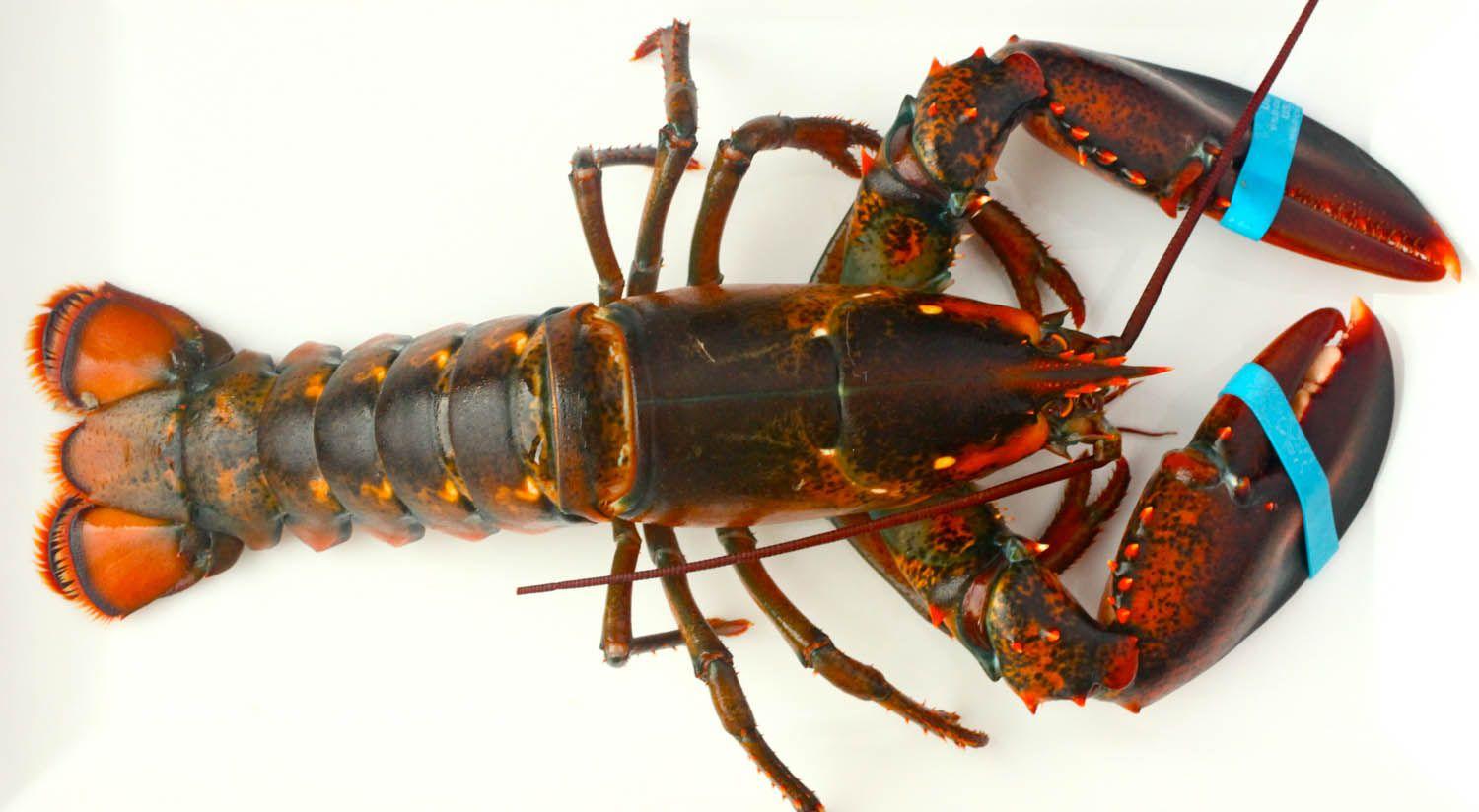 Lobster Wallpaper Uk 1500x824