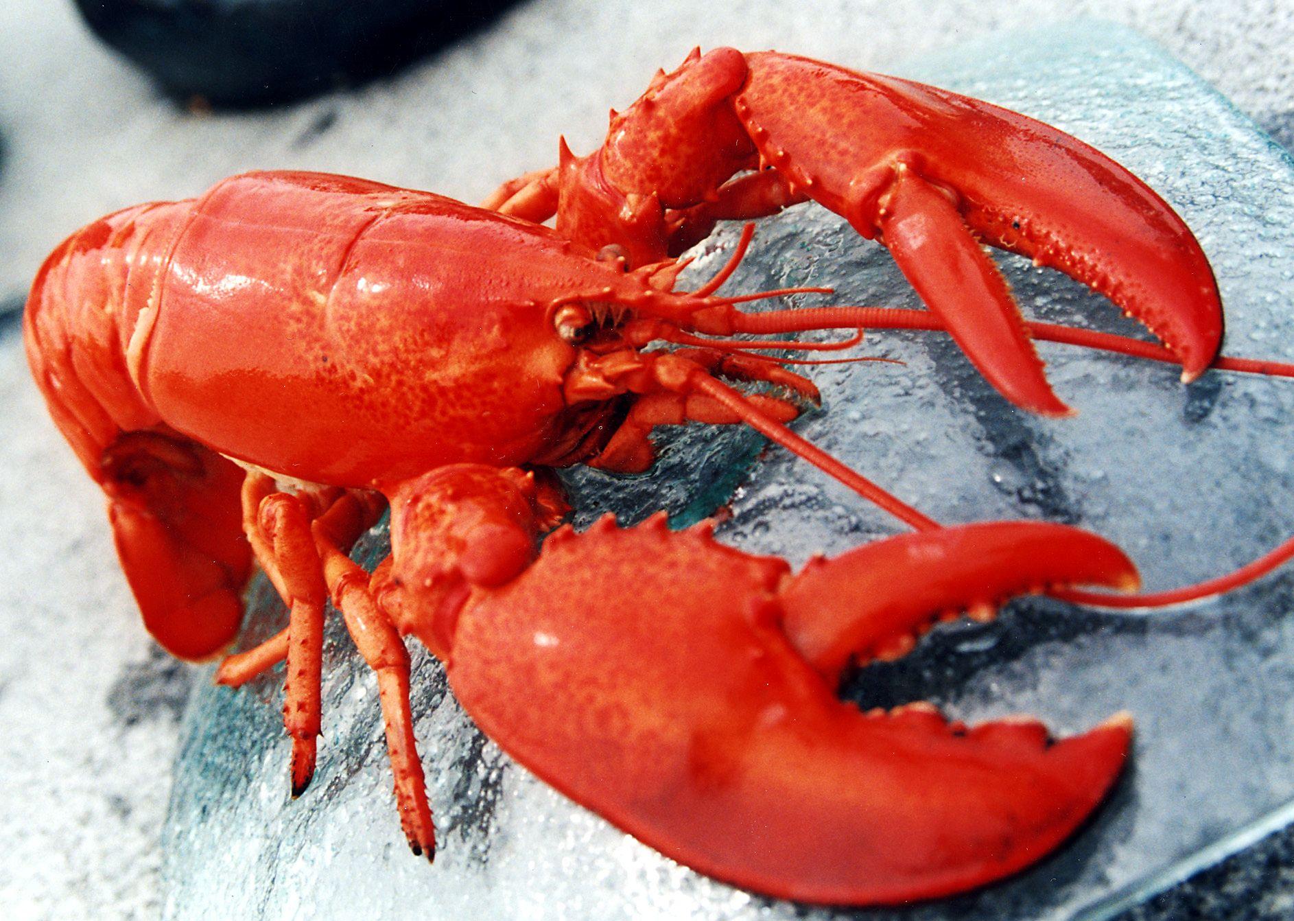 Red Lobster Wallpaper 1886x1342