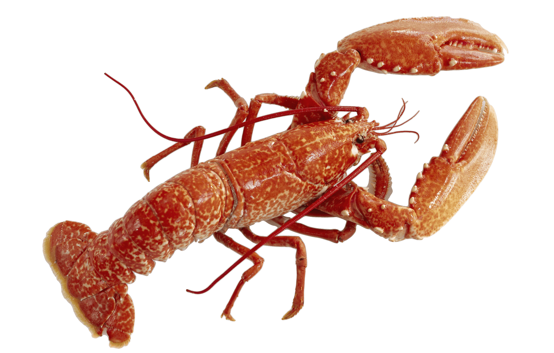 Ultrawide Lobster Wallpaper 2229x1419