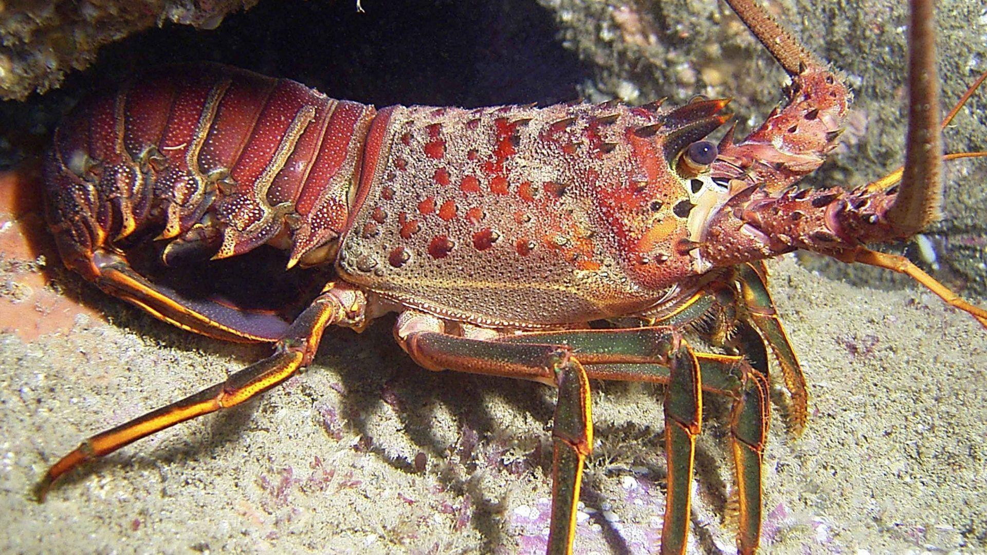 Wallpaper Lobster Corgi 1920x1080