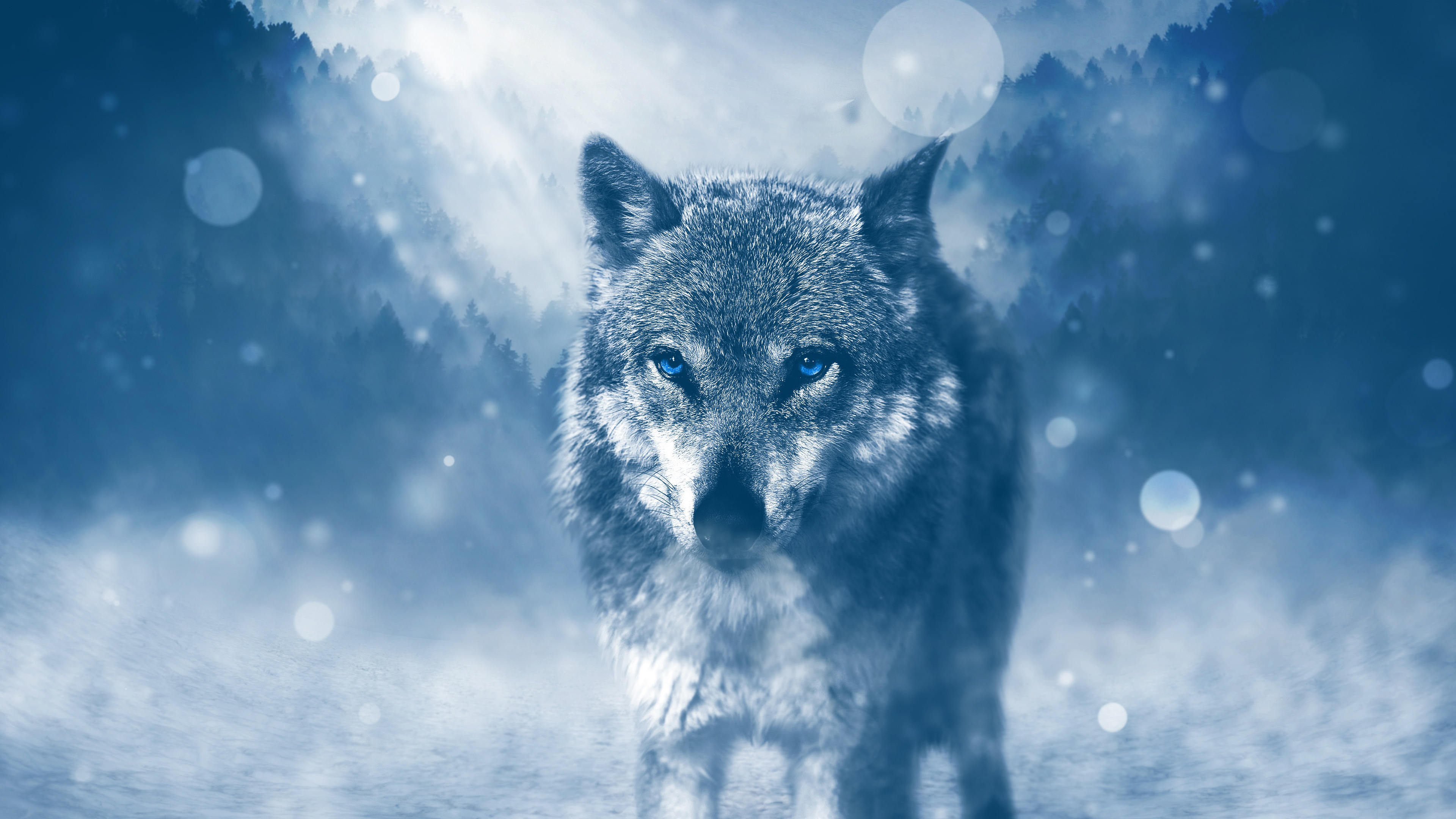 Wolf Wallpaper for Chromebook 3840x2160