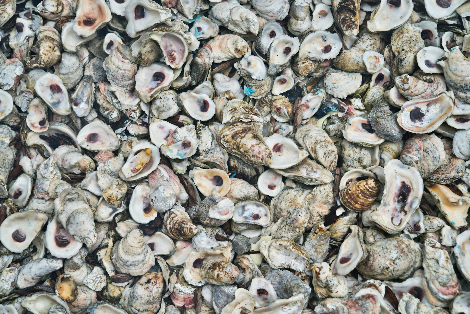 Large Oyster Wall Art 1920x1283