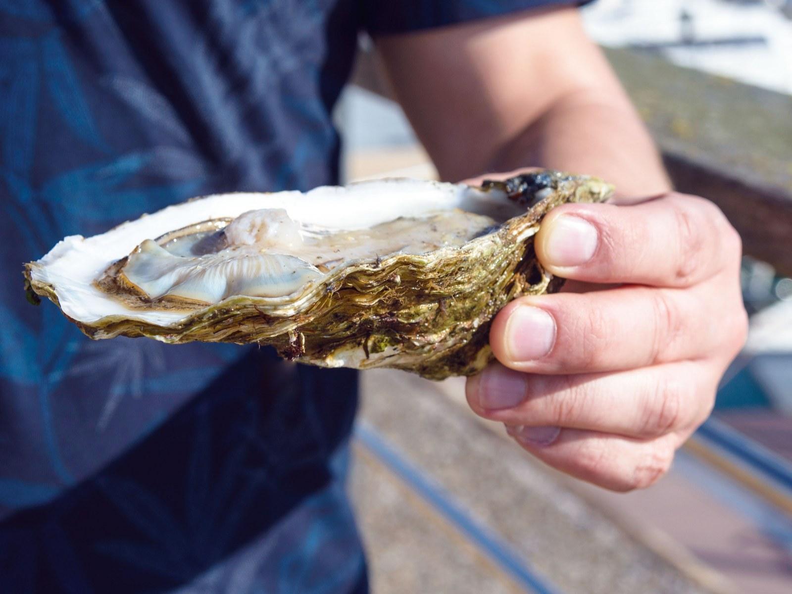 Oyster Farm Images 1600x1200