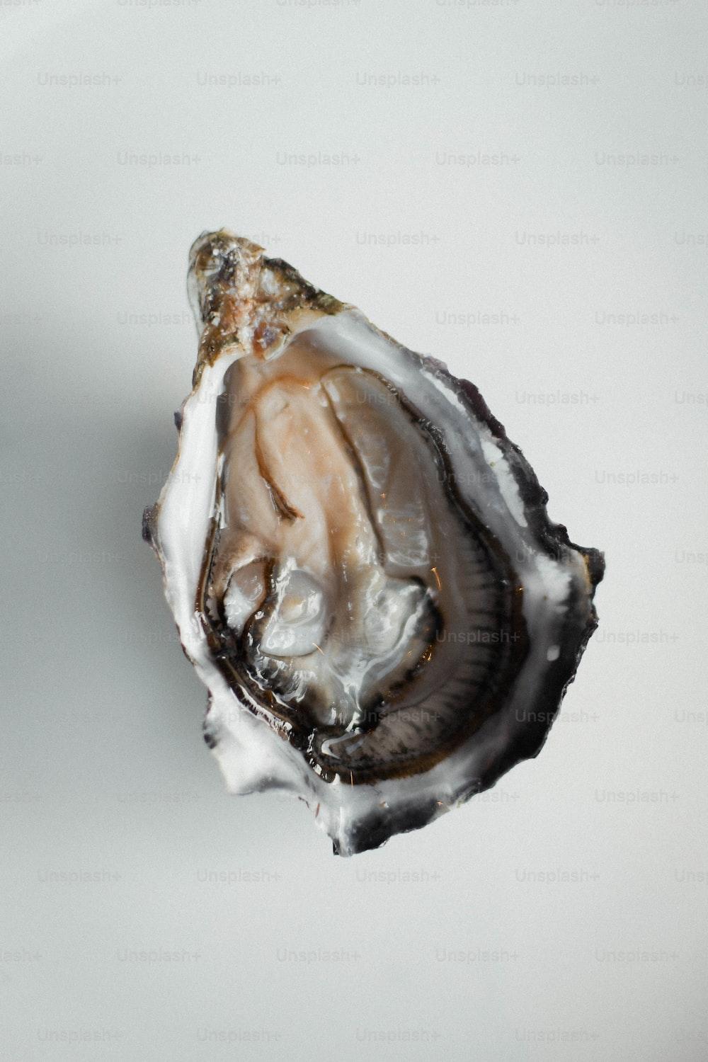 Oyster Graphic Images 1000x1500