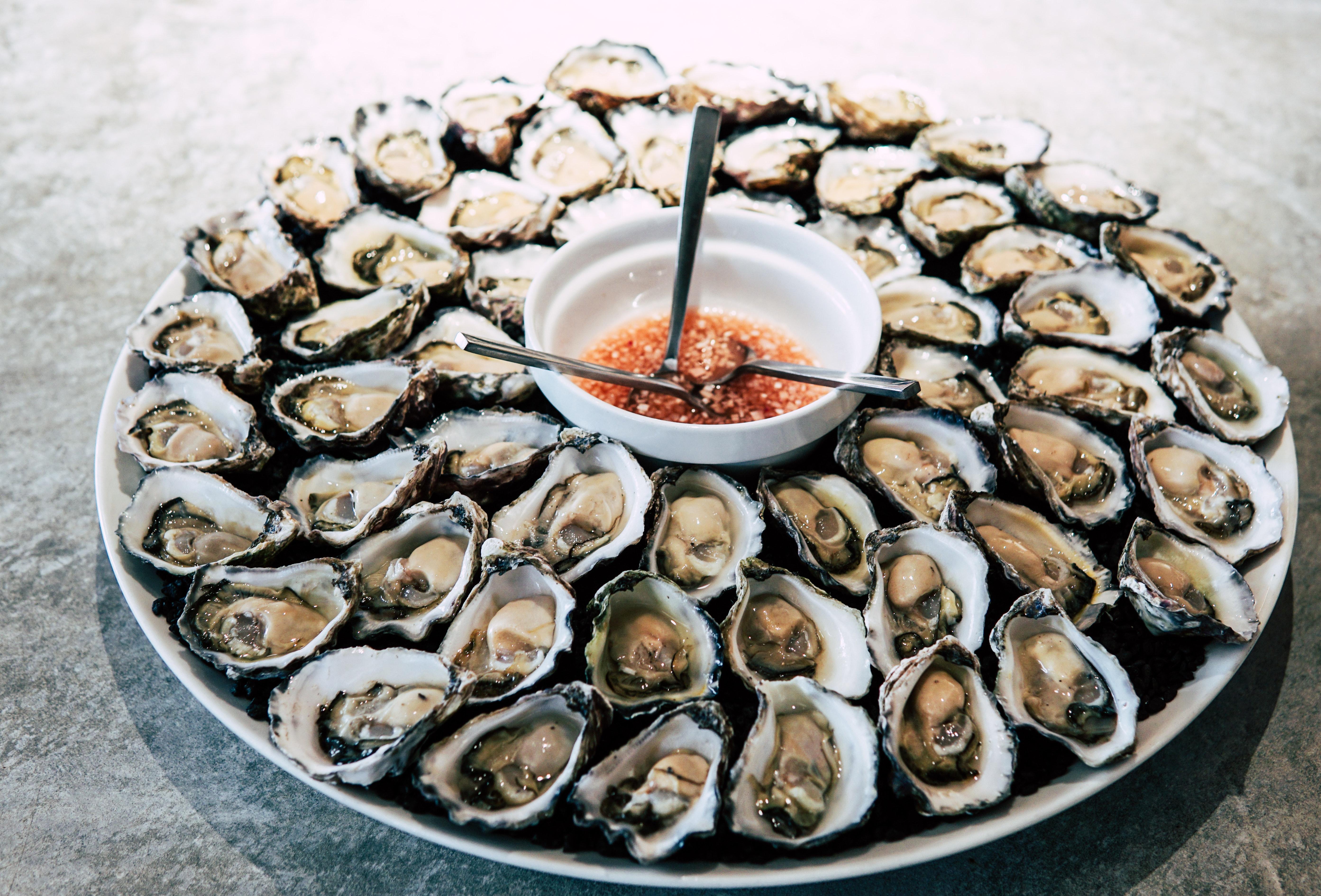 Oyster Images 4k Free Download 5573x3780