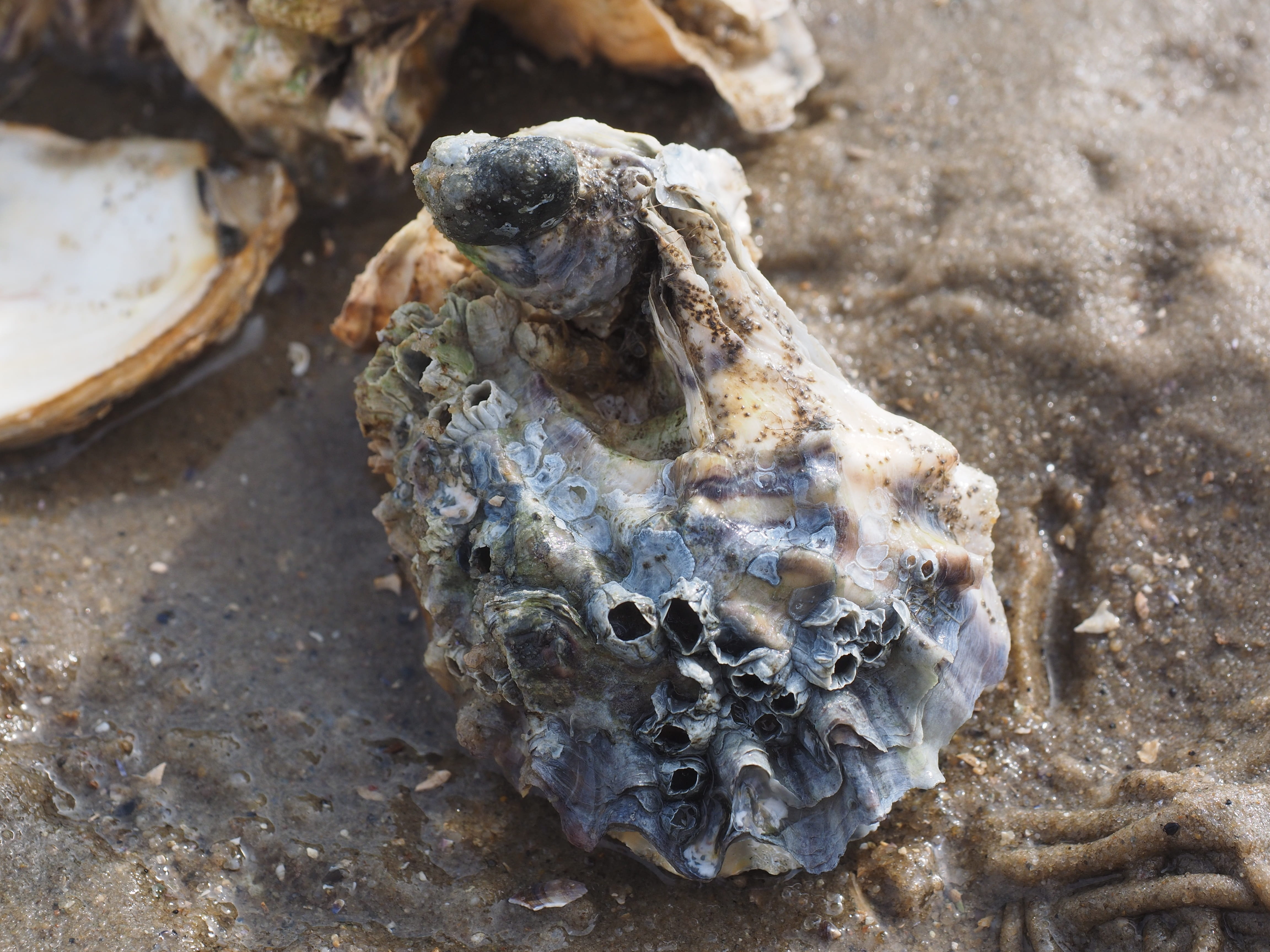 Oyster Images Free Download 4k 4608x3456