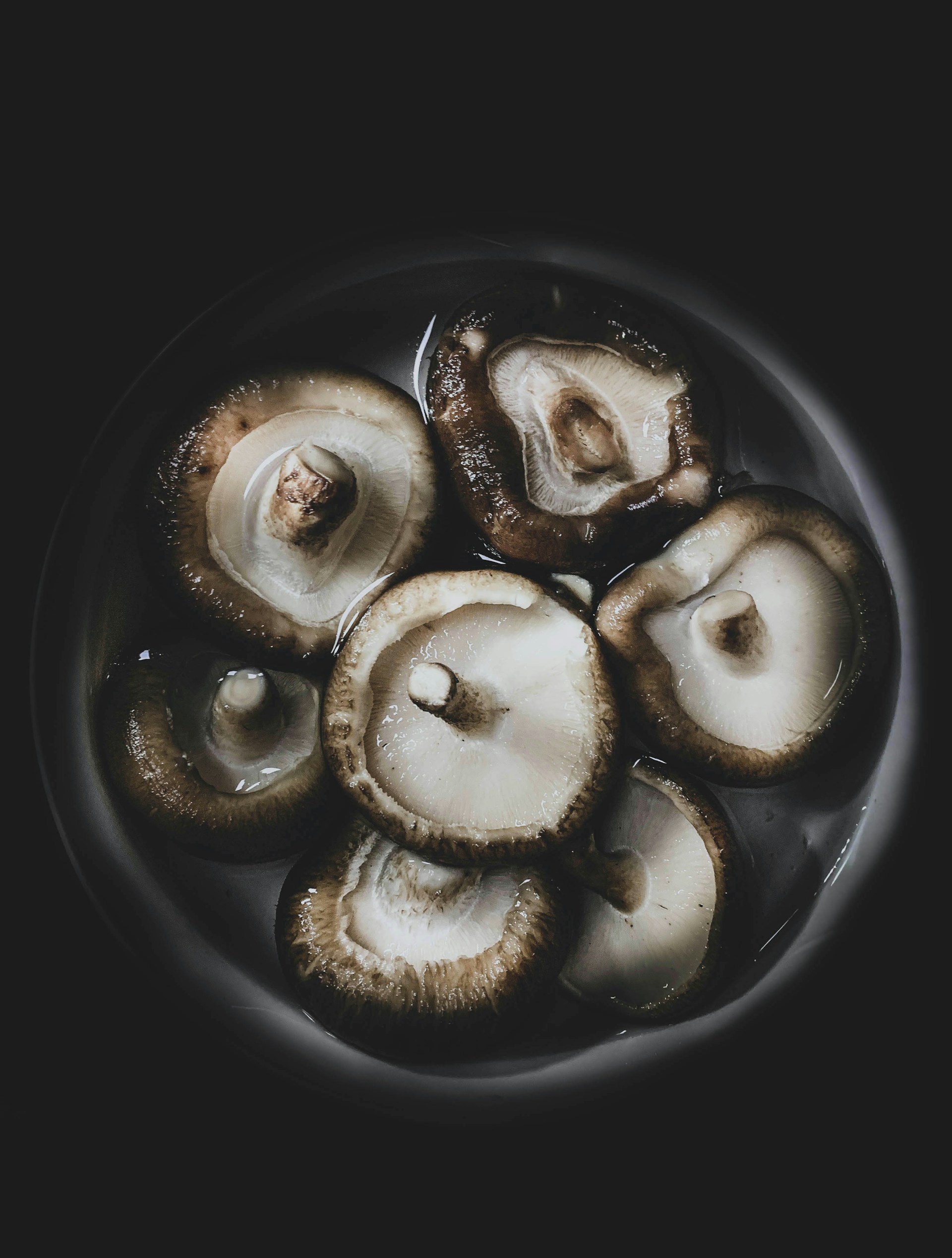 Oyster Mushroom Wallpaper 1920x2536