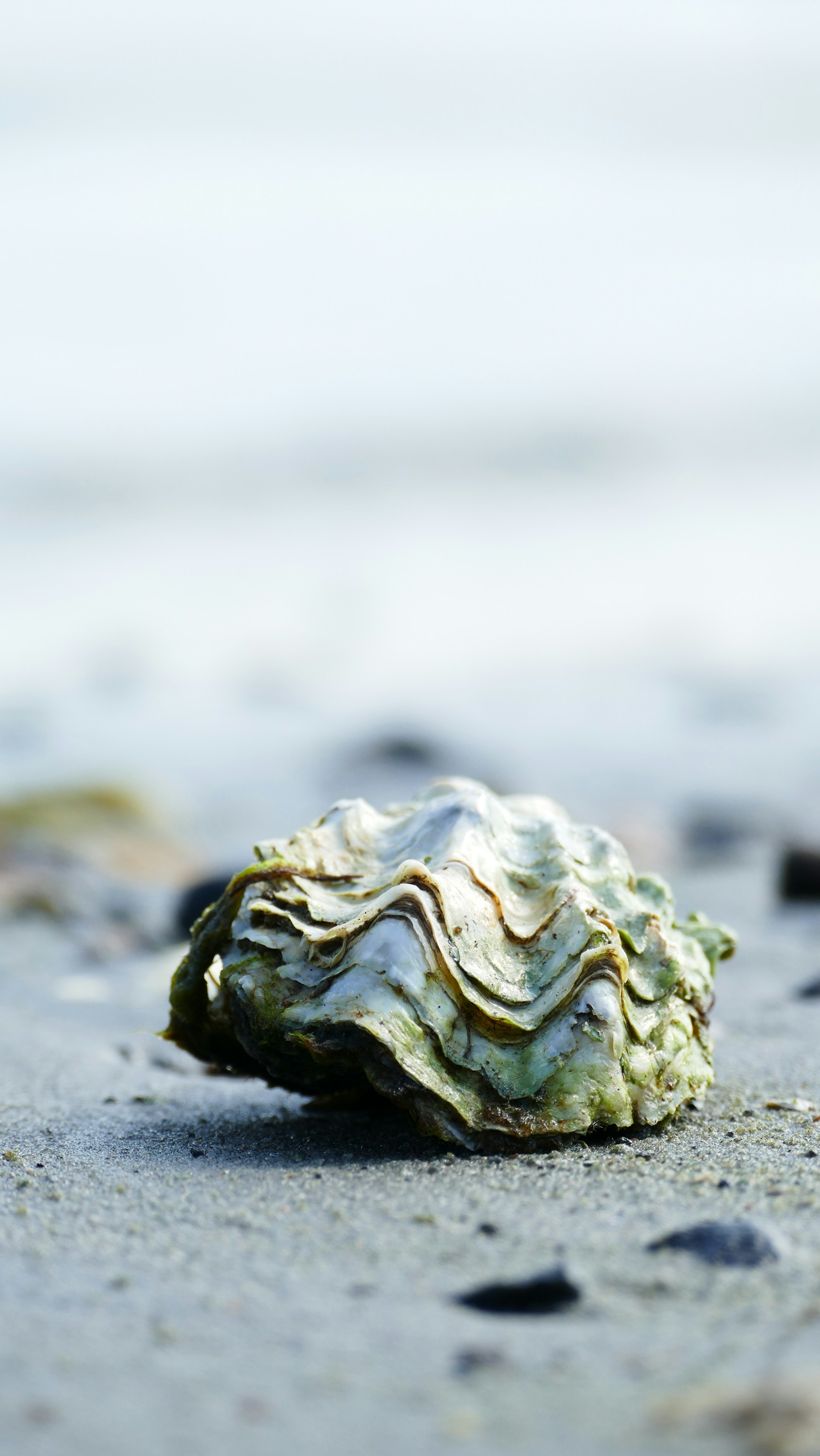 Oyster Smiling Wallpaper 1920x3411