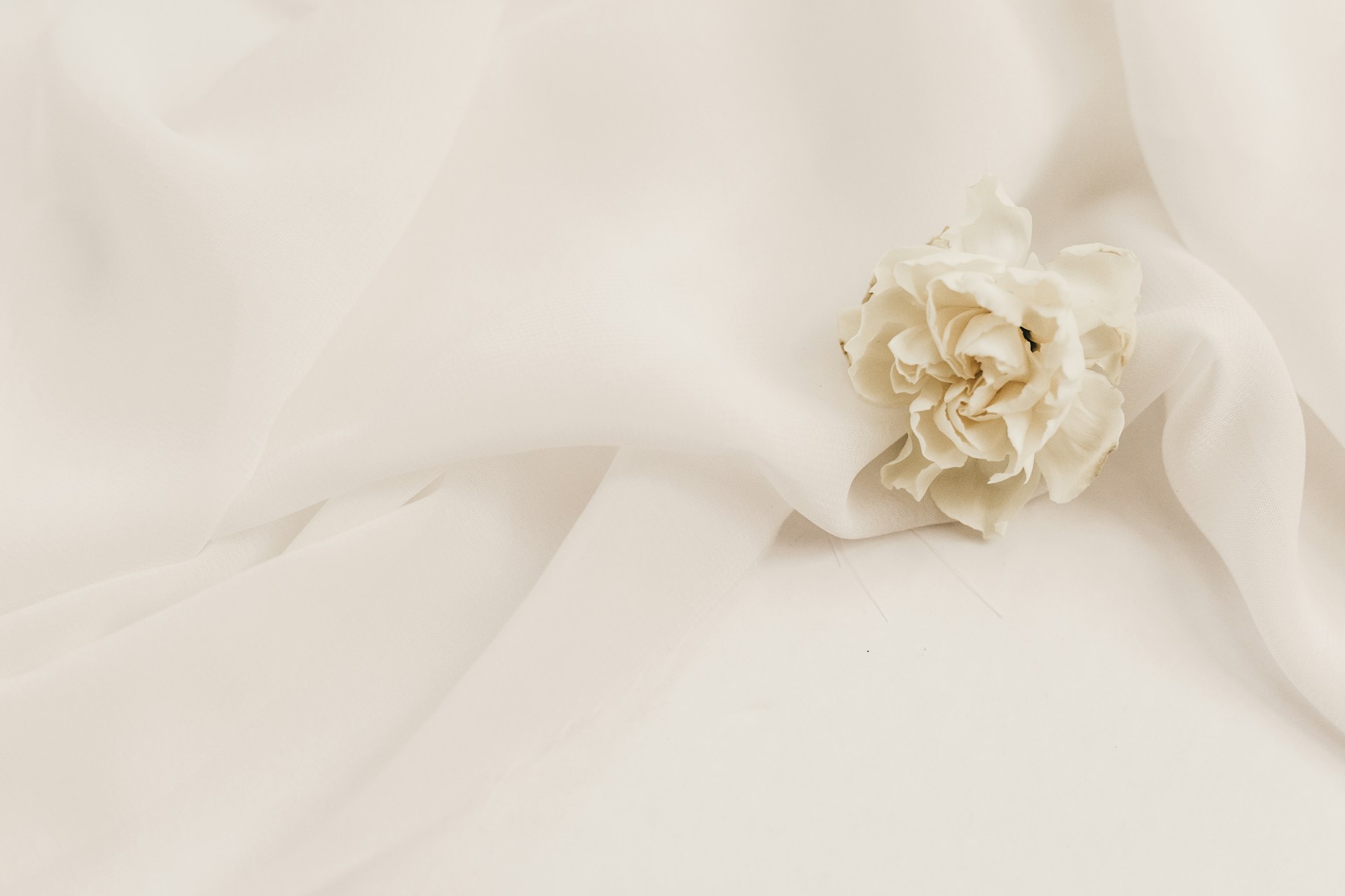 Background Flower Images in Neutral Colors 1920x1280