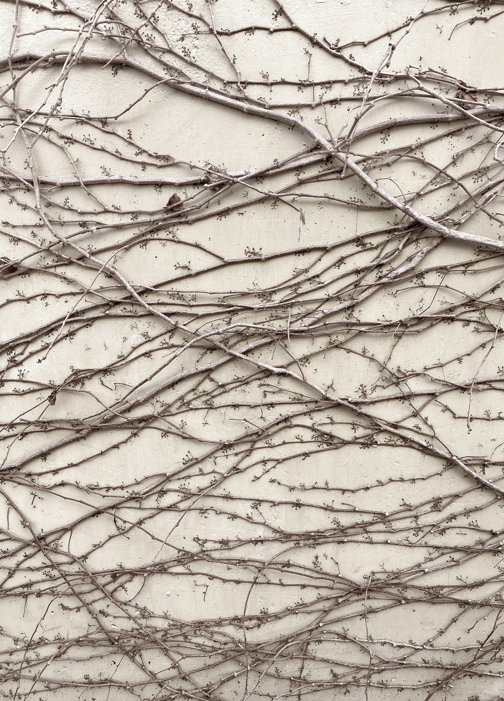 Twig Textured Wallpaper 1920x2667