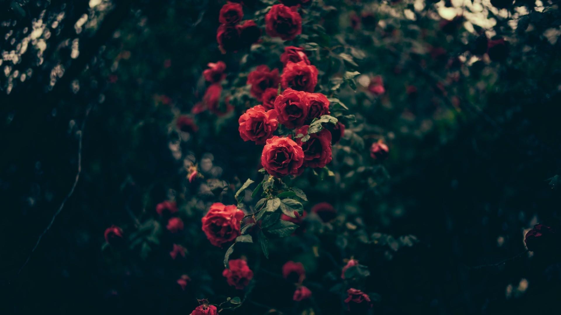 Aesthetic Vintage Roses Wallpapers Computer 1920x1080
