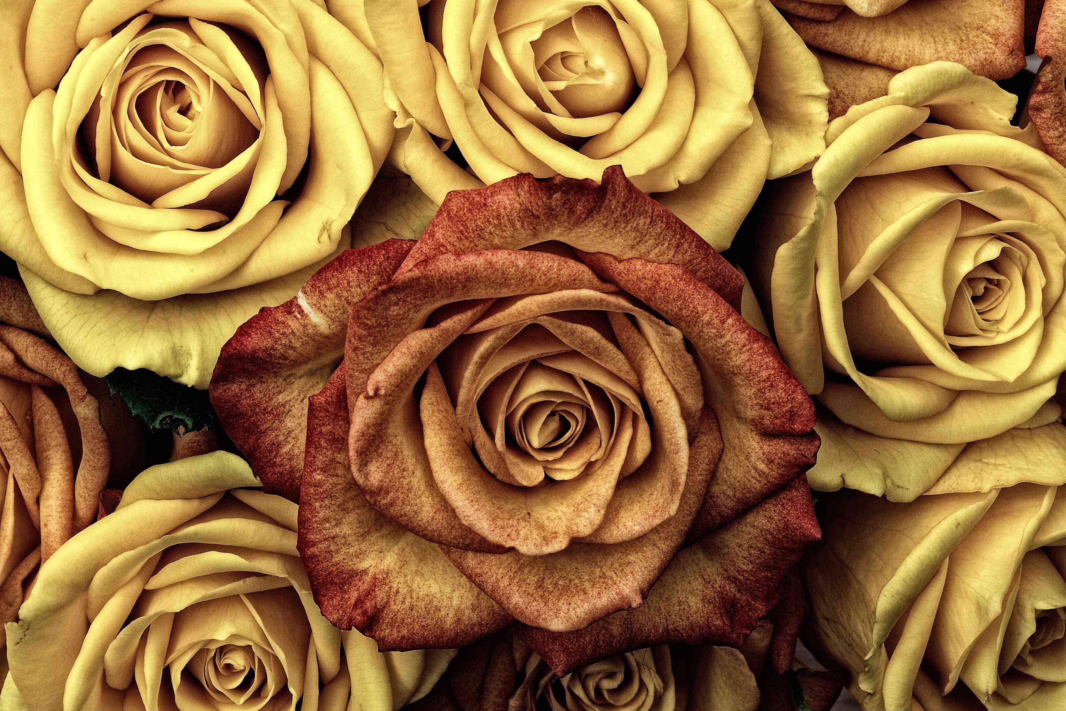 Rose Gold Vintage Floral Wallpaper 3660x2440