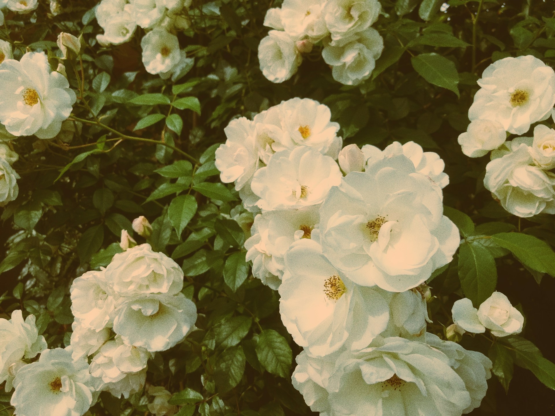 Roses Vintage Aesthetic Wallpapers 1920x1440