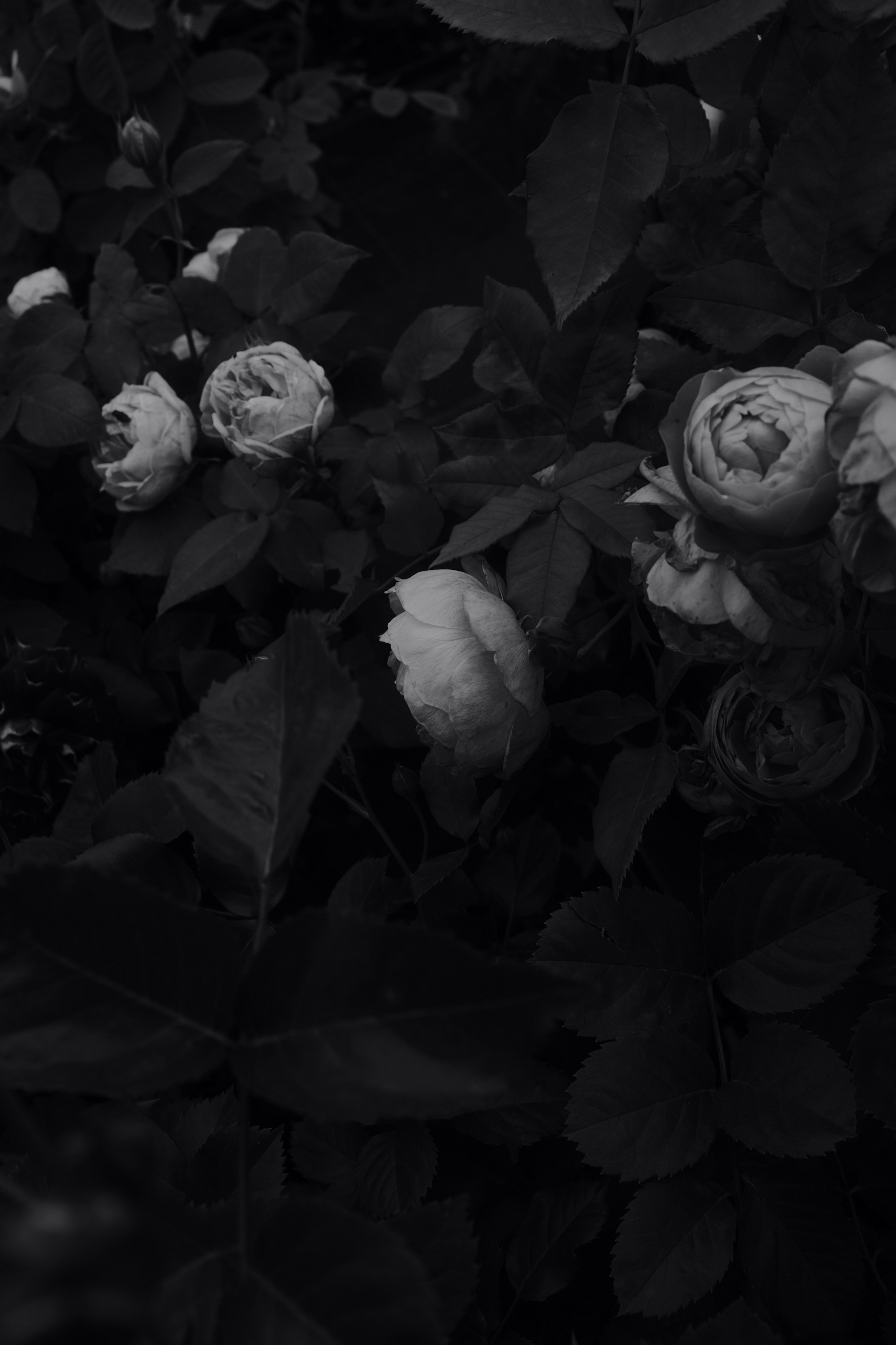 Vintage Black and White Rose Wallpaper 1920x2880