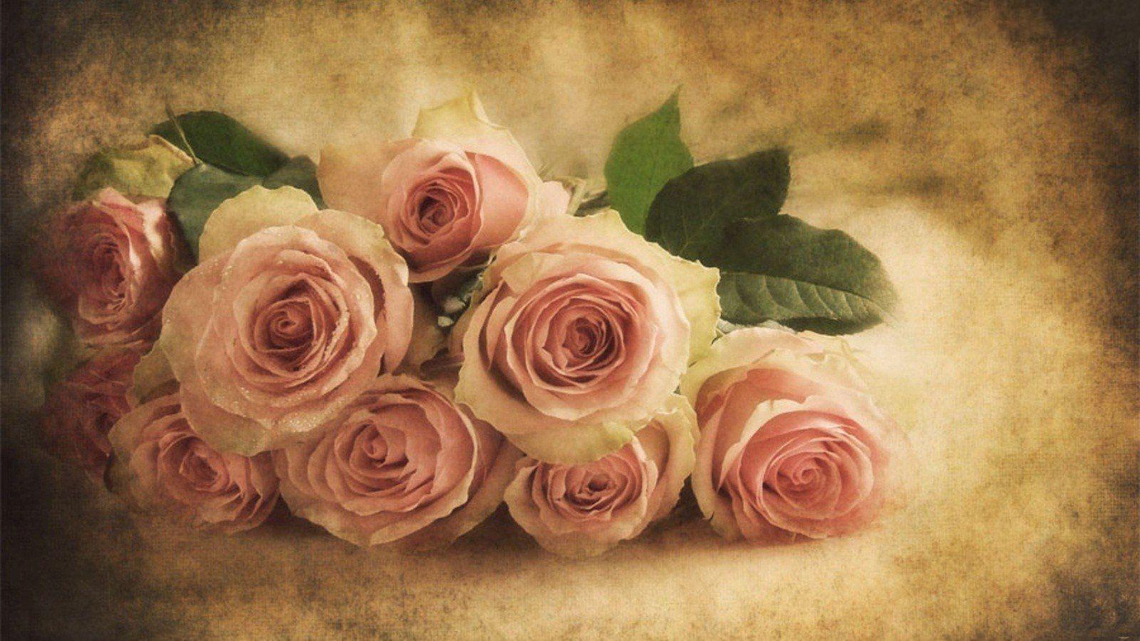 Vintage Pink Roses Wallpaper 1600x900
