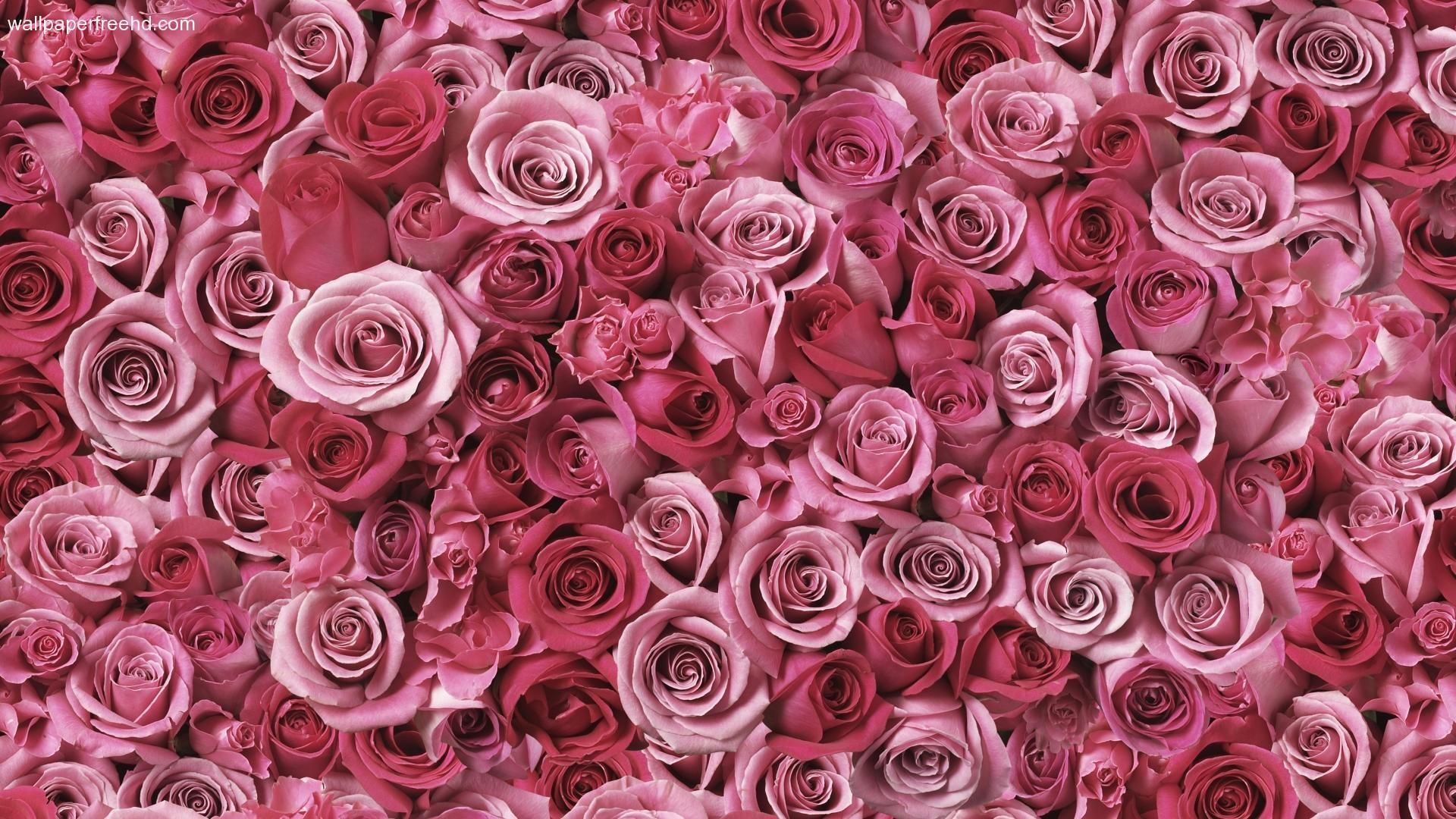 Vintage Rose Wallpaper Pink 1920x1080