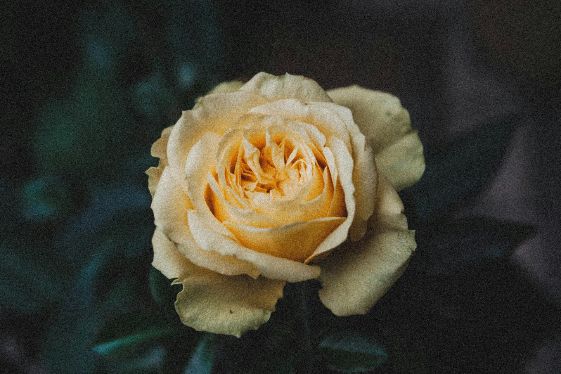 Vintage Roses Photography Wallpaper 1920x1280