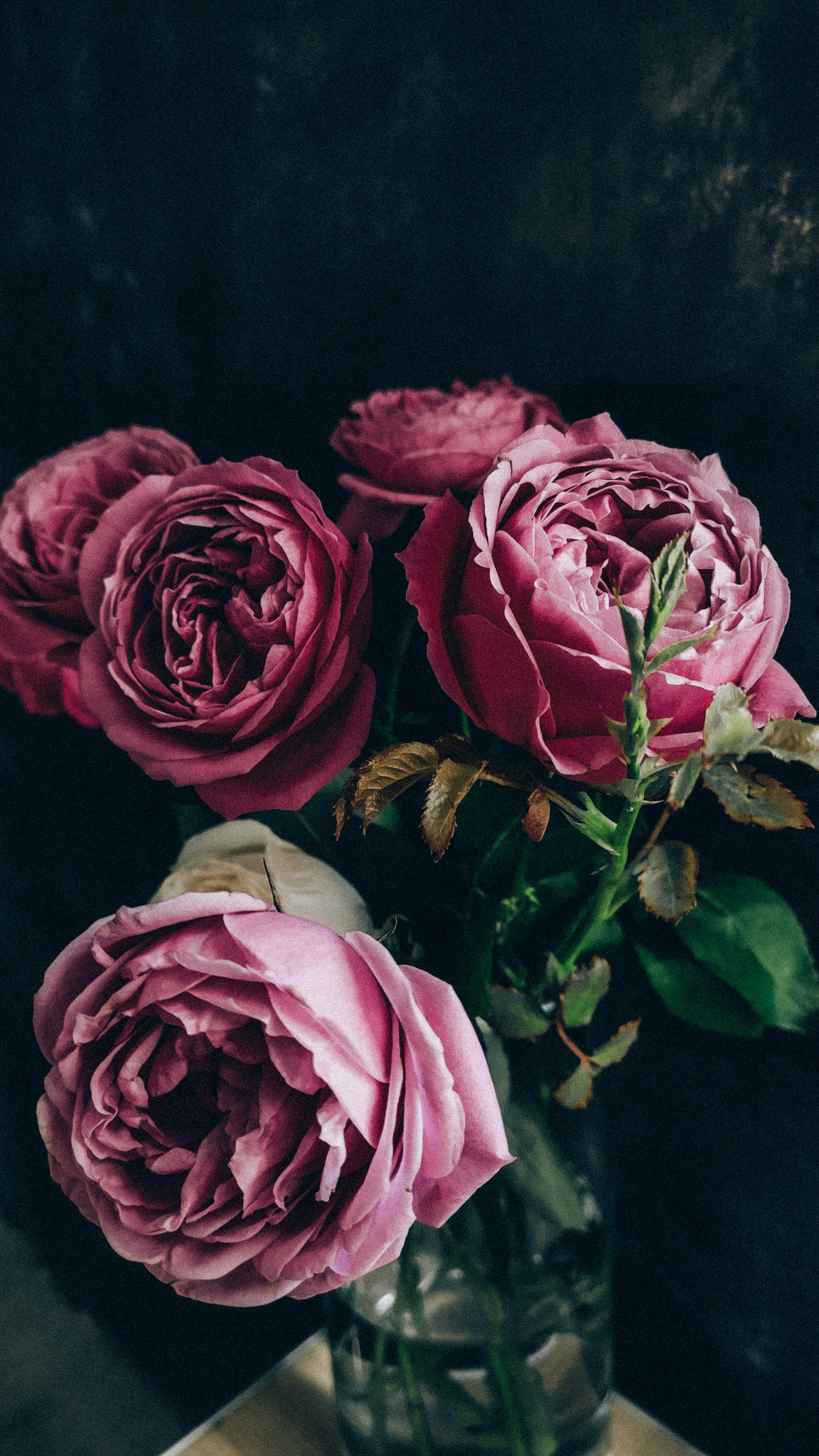 Vintage Style Pink Roses Wallpaper 1920x3413