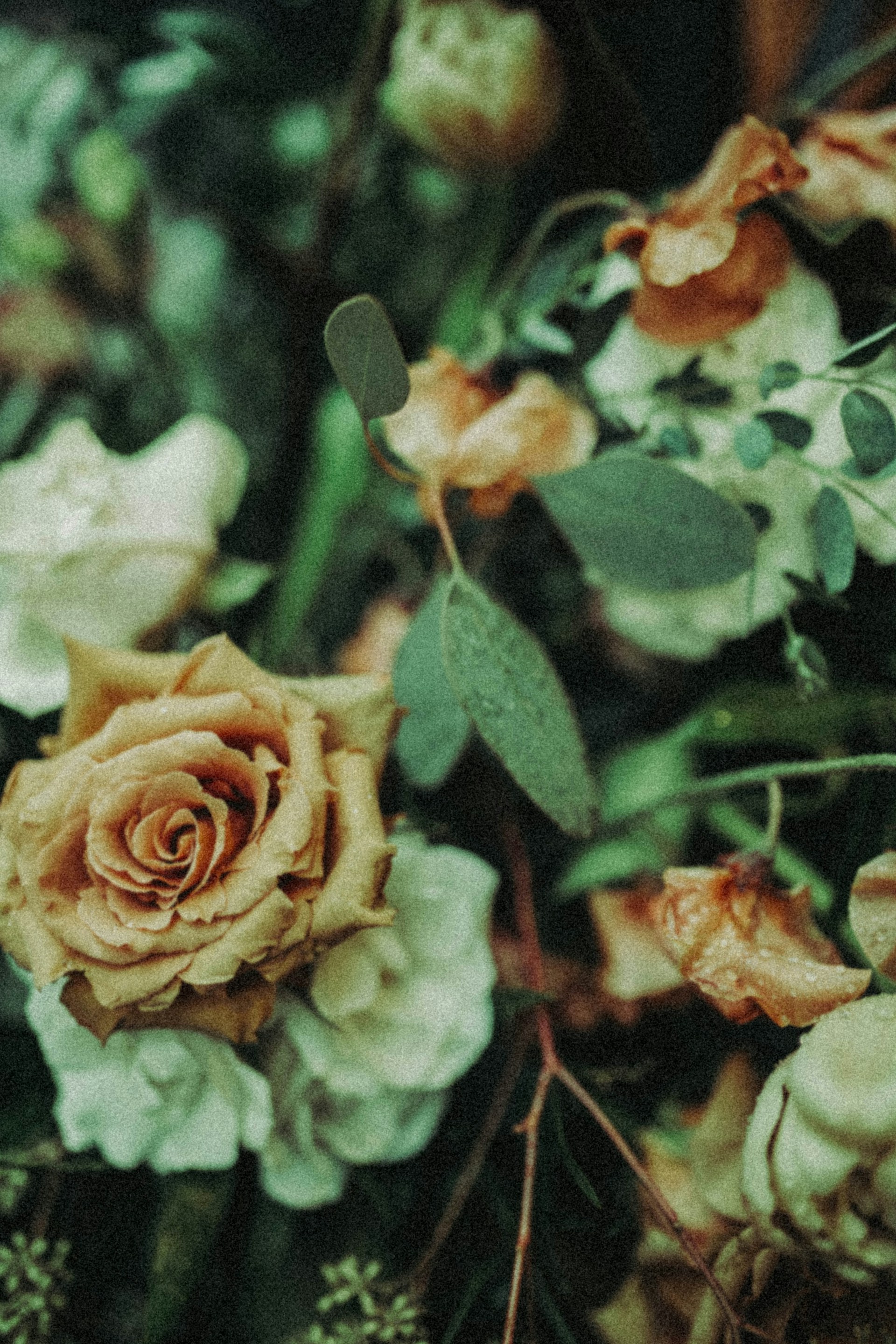Vintage Wallpaper Roses Images 1920x2880