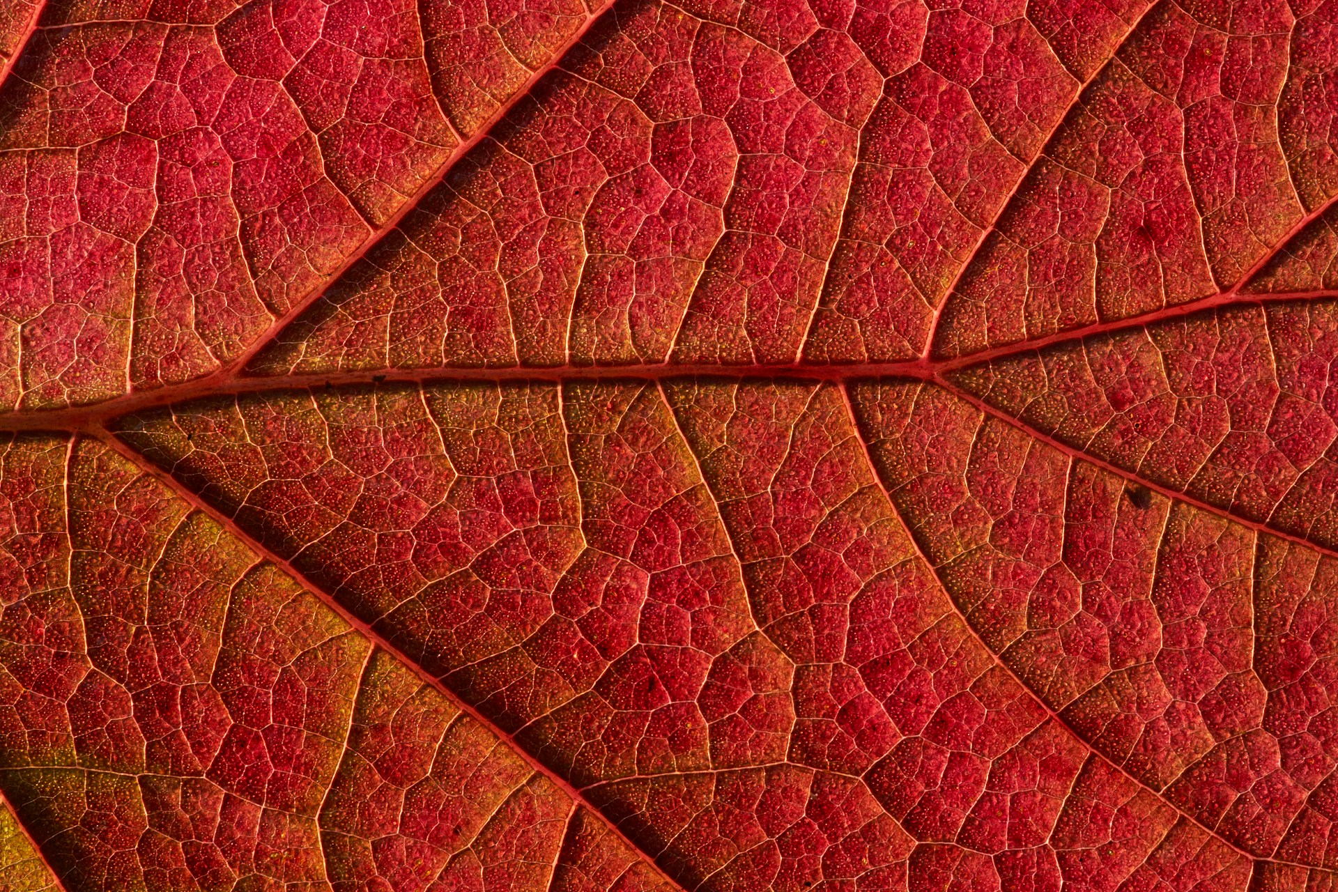 Autumn Leaves Pattern Wallpaper 1920x1280