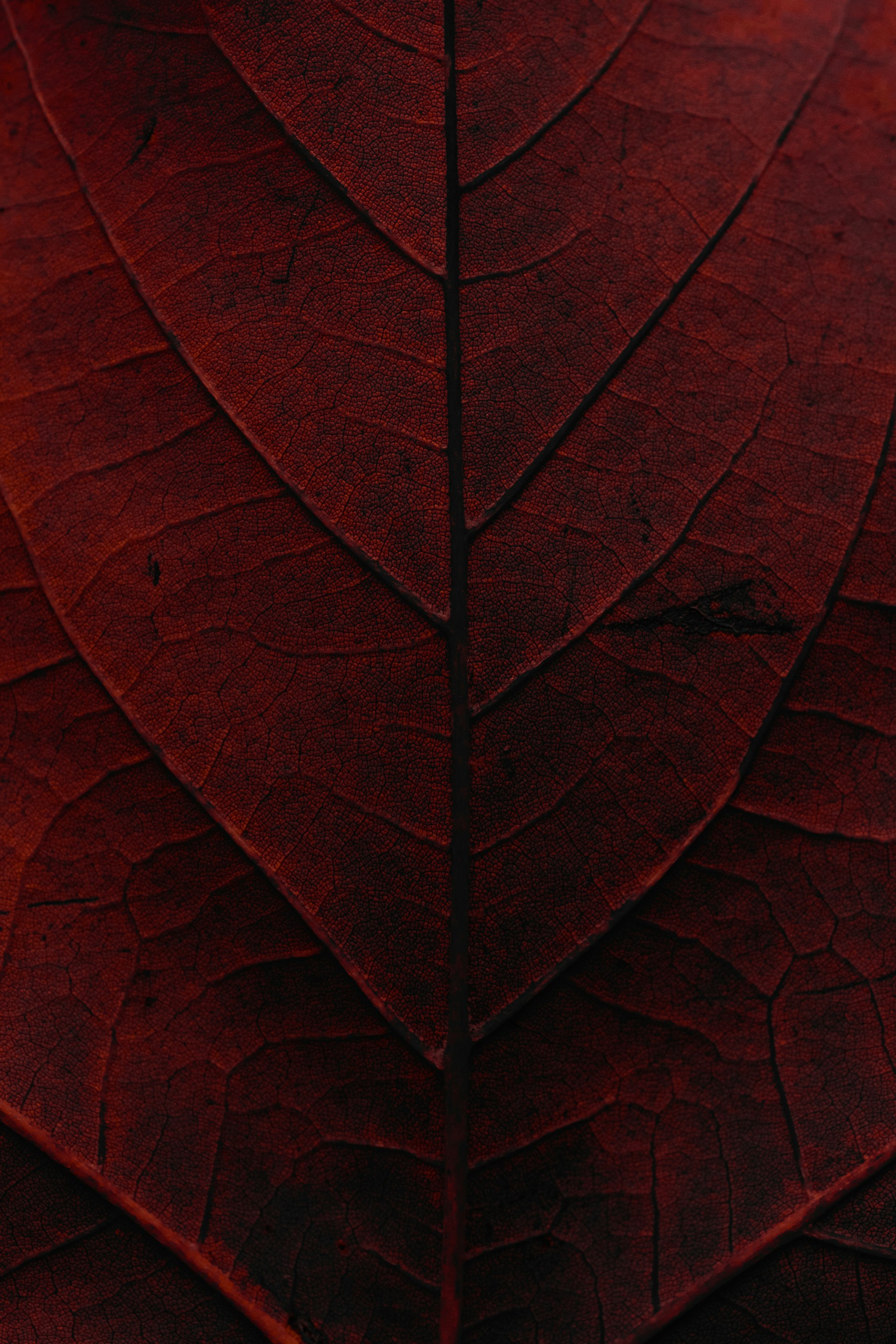 Brown Leaves Wallpaper 1920x2879
