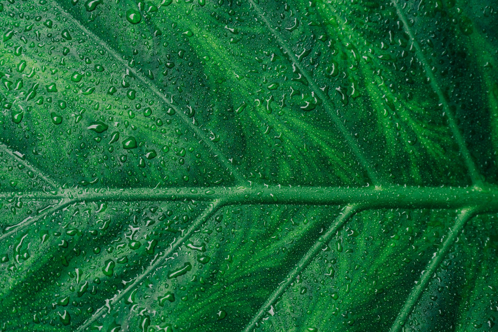 Green Leaf Pattern Wallpaper HD 1920x1280
