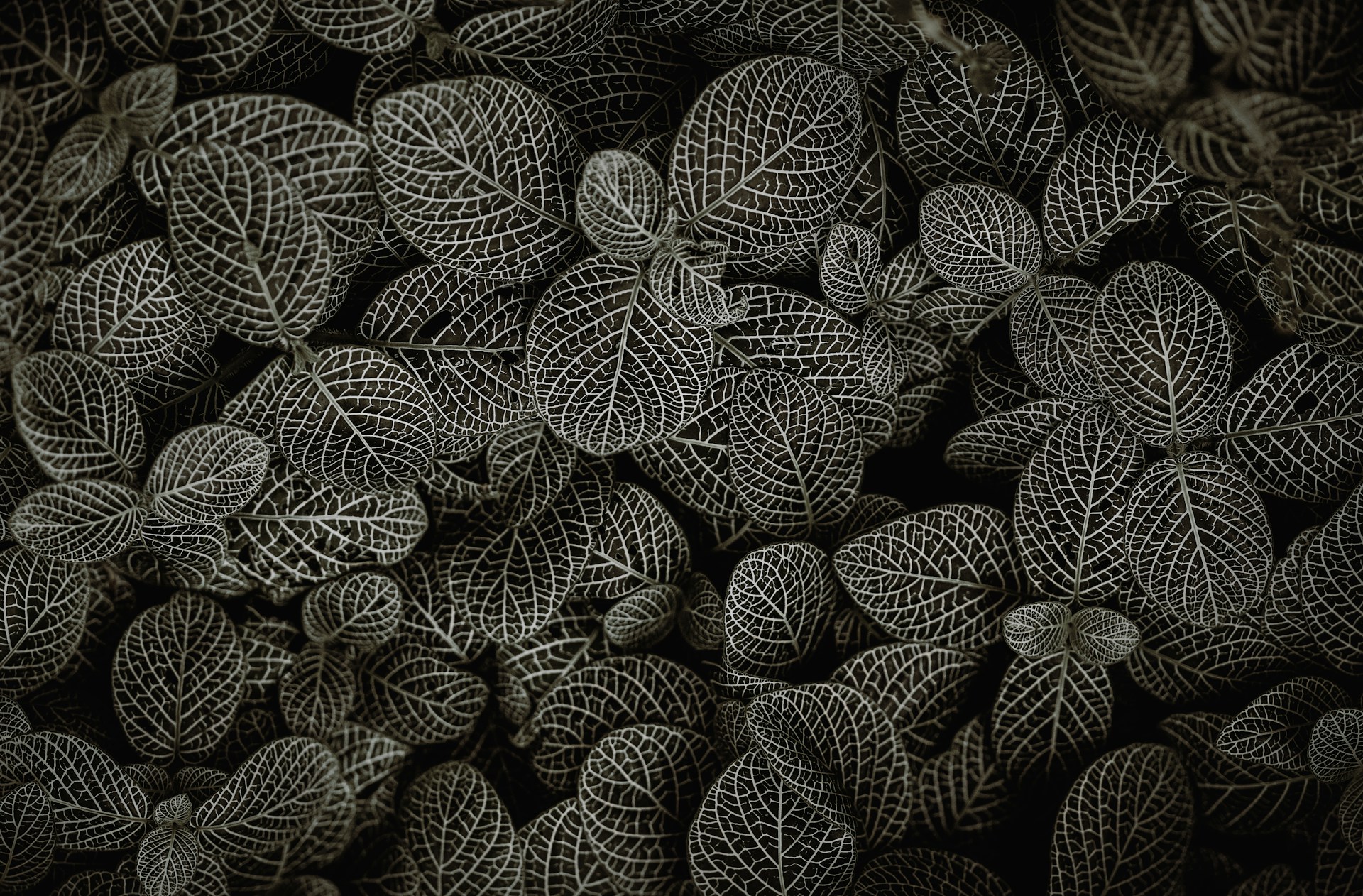 Grey Leaf Pattern Wallpaper 1920x1262