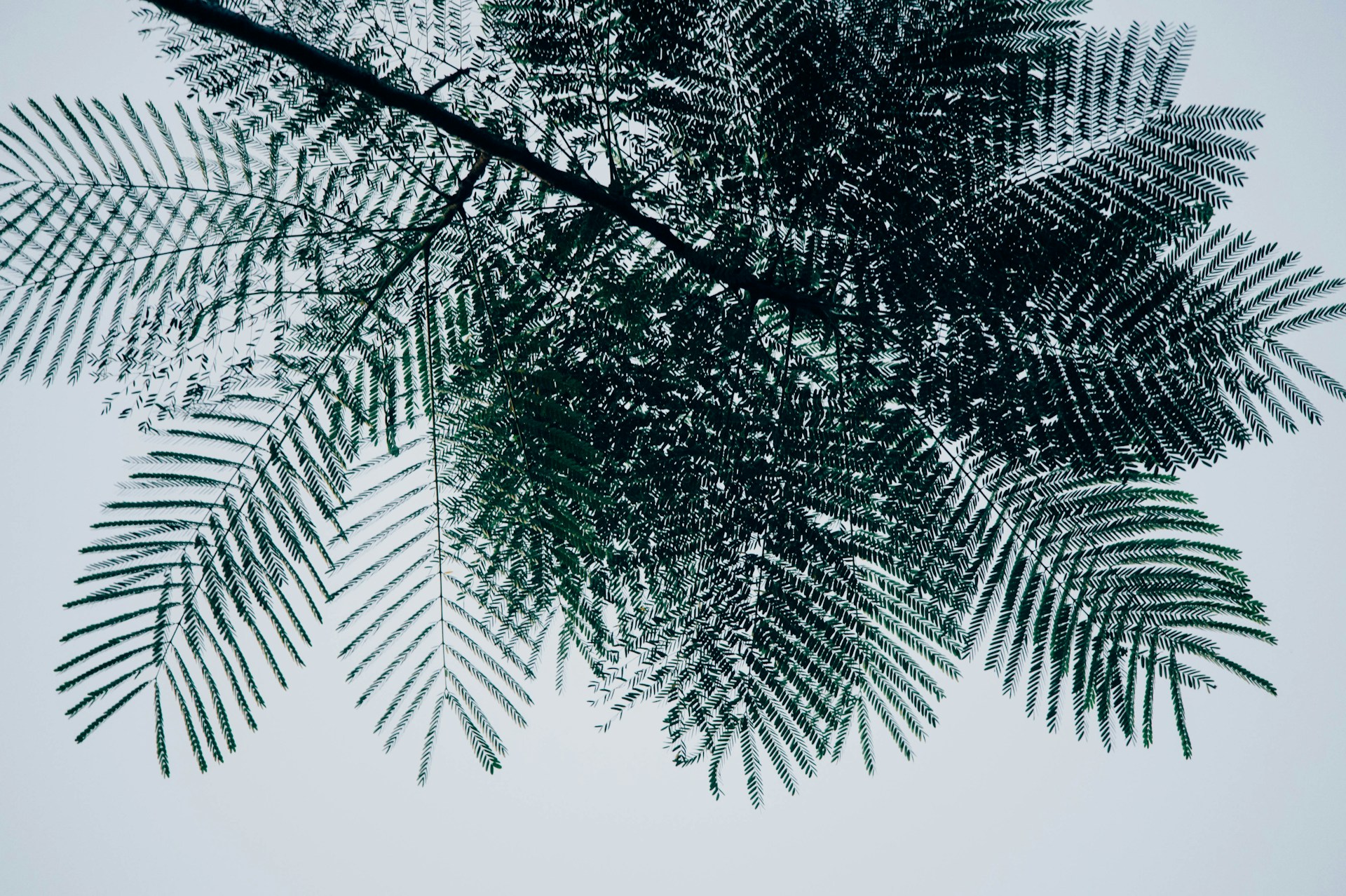 Palm Tree Leaves Wallpaper 1920x1278