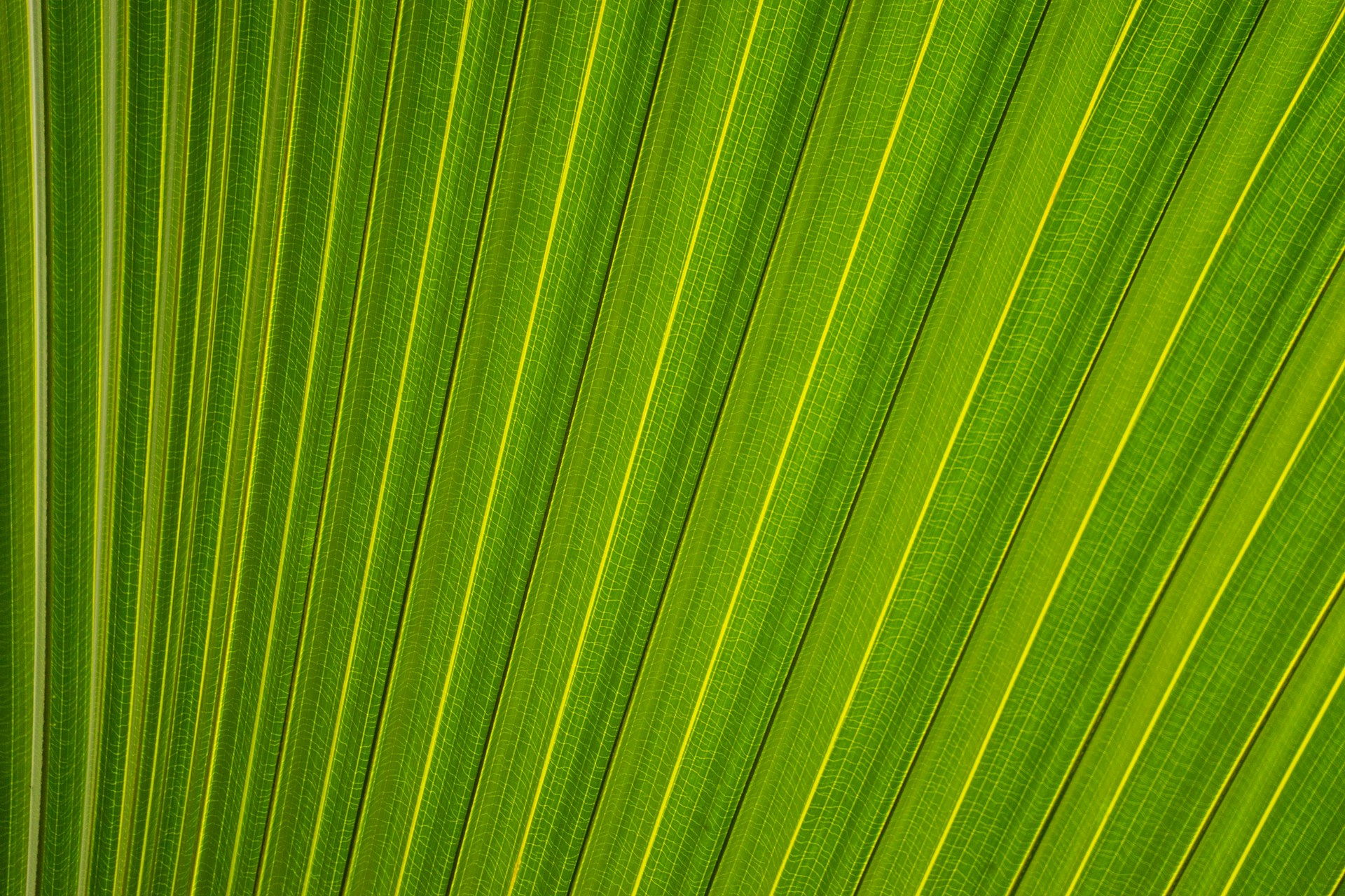 Tropical Leaves Pattern Wallpaper 1920x1280