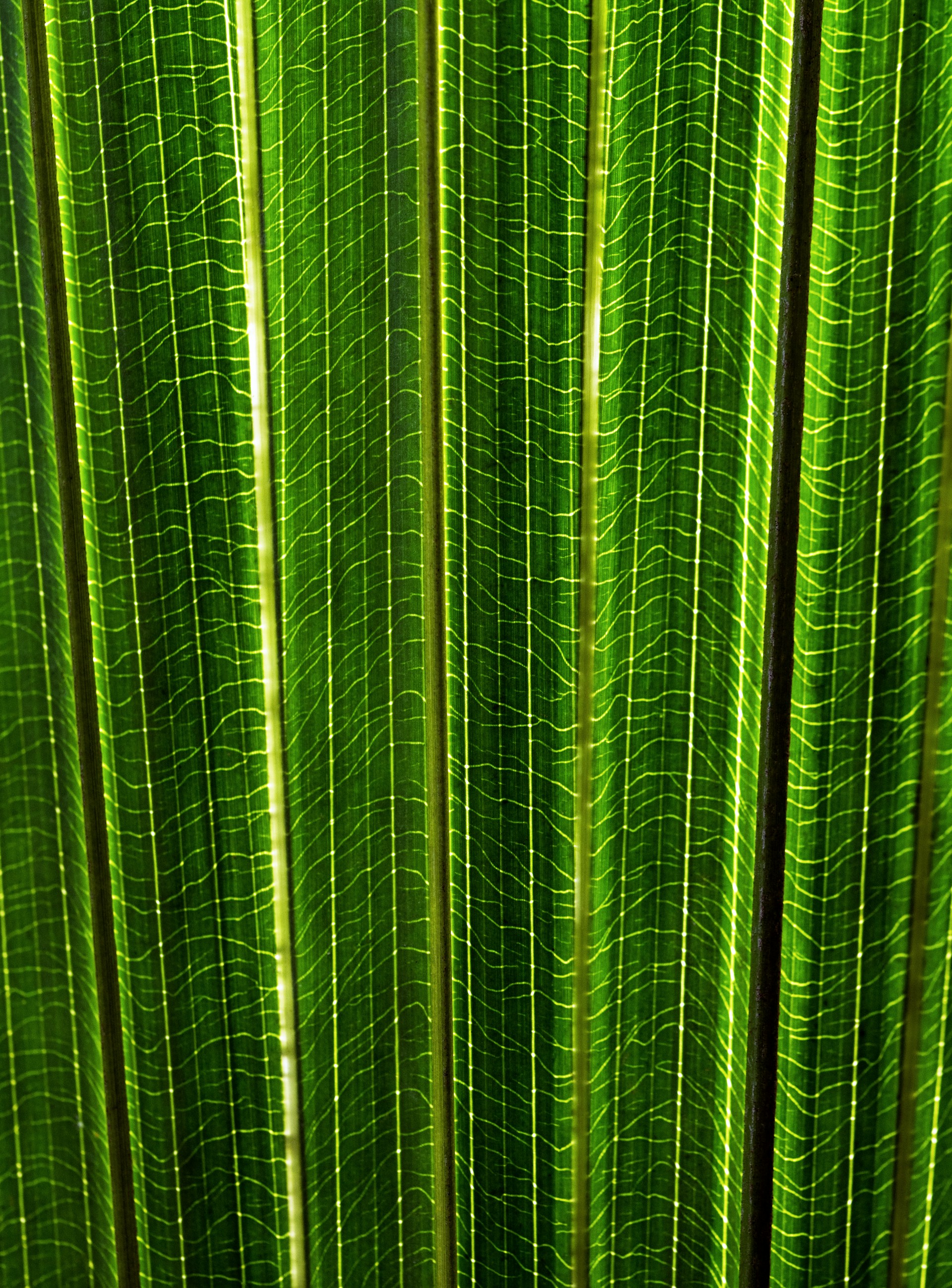 Tropical Leaves Wallpaper Pattern 1920x2598